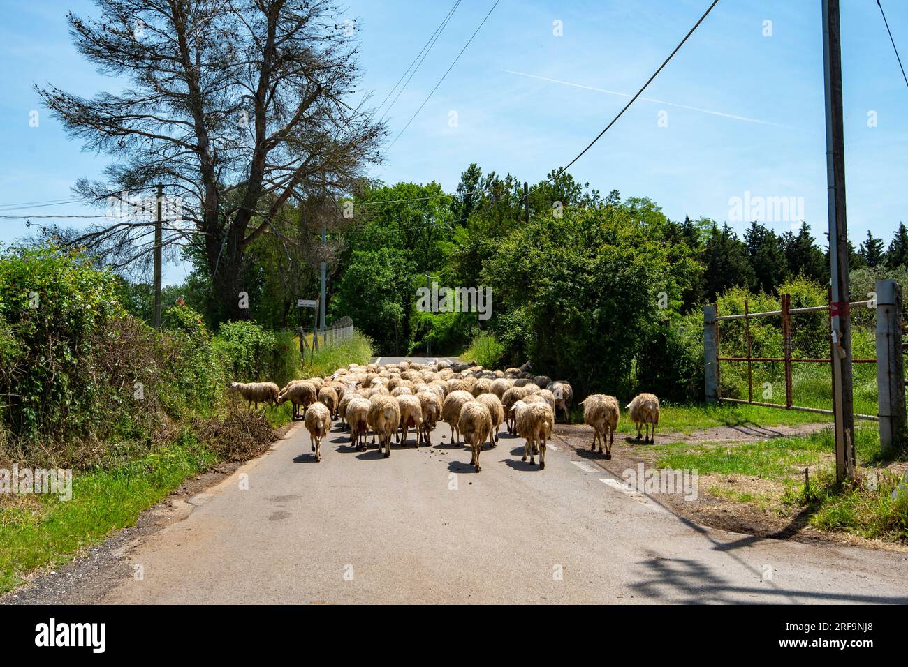 Sheep Flock on the Road Stock Photo - Alamy