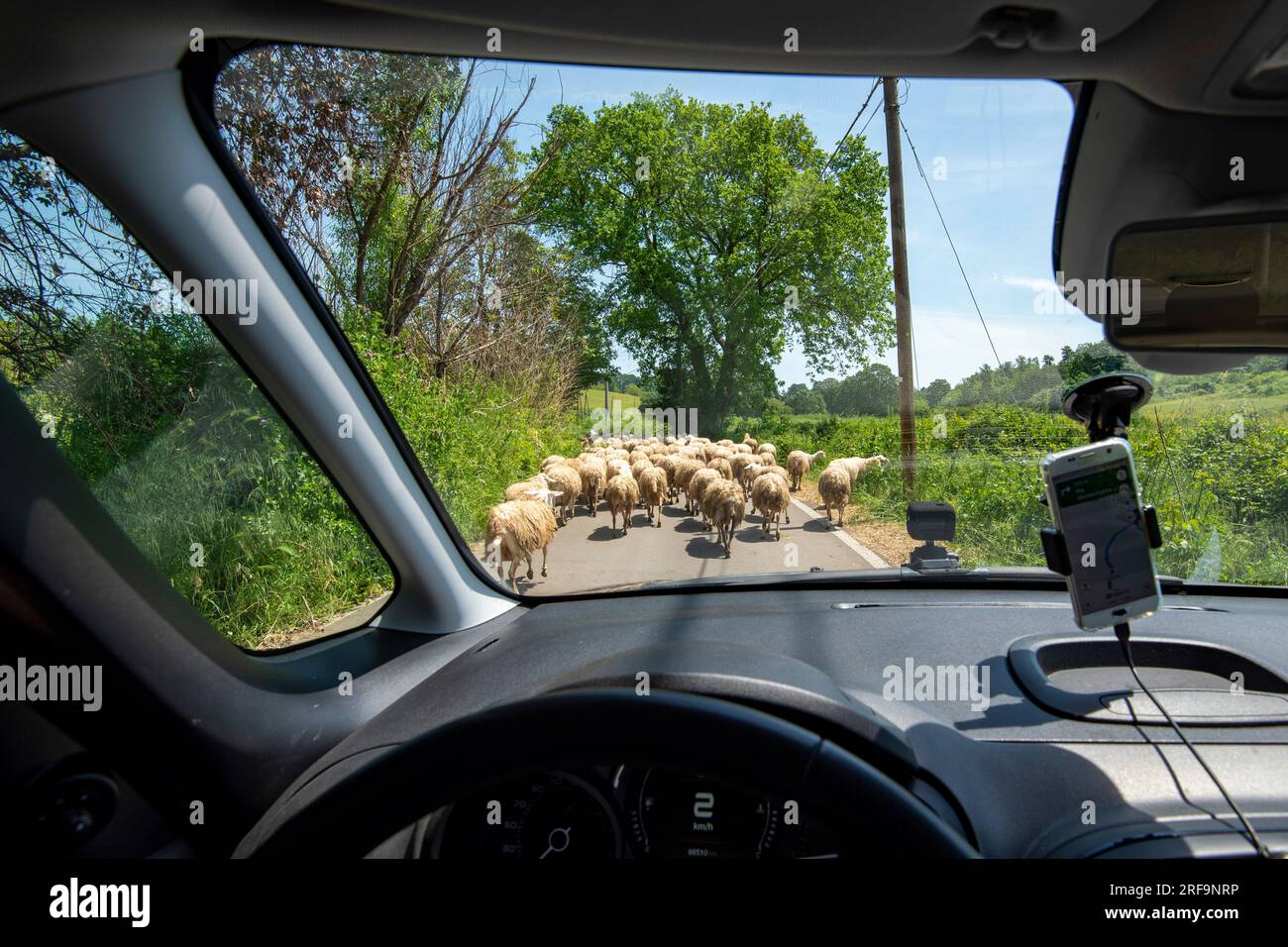 Sheep Flock on the Road Stock Photo - Alamy
