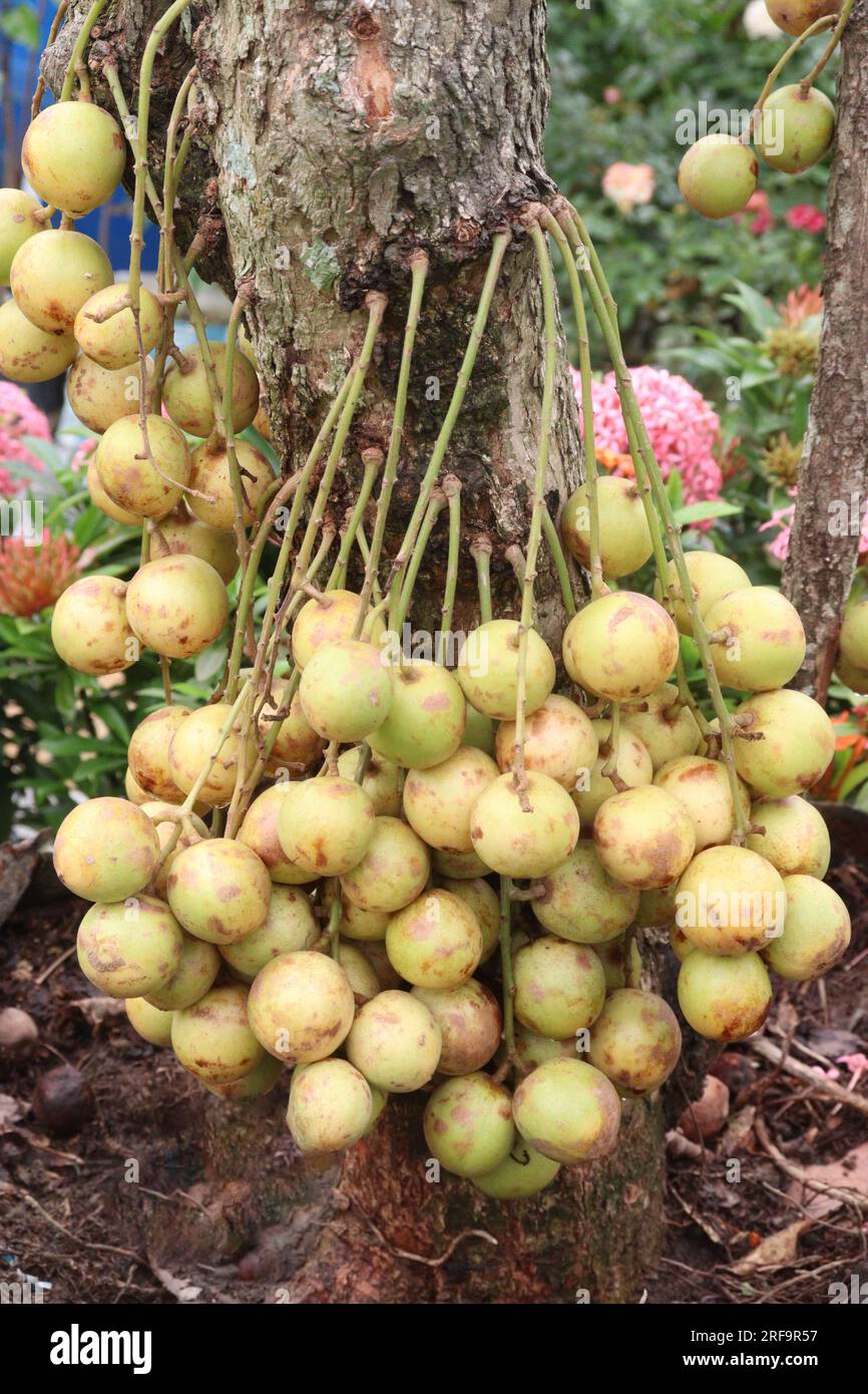 taste and healthy Baccaurea motleyana fruit on tree in farm for