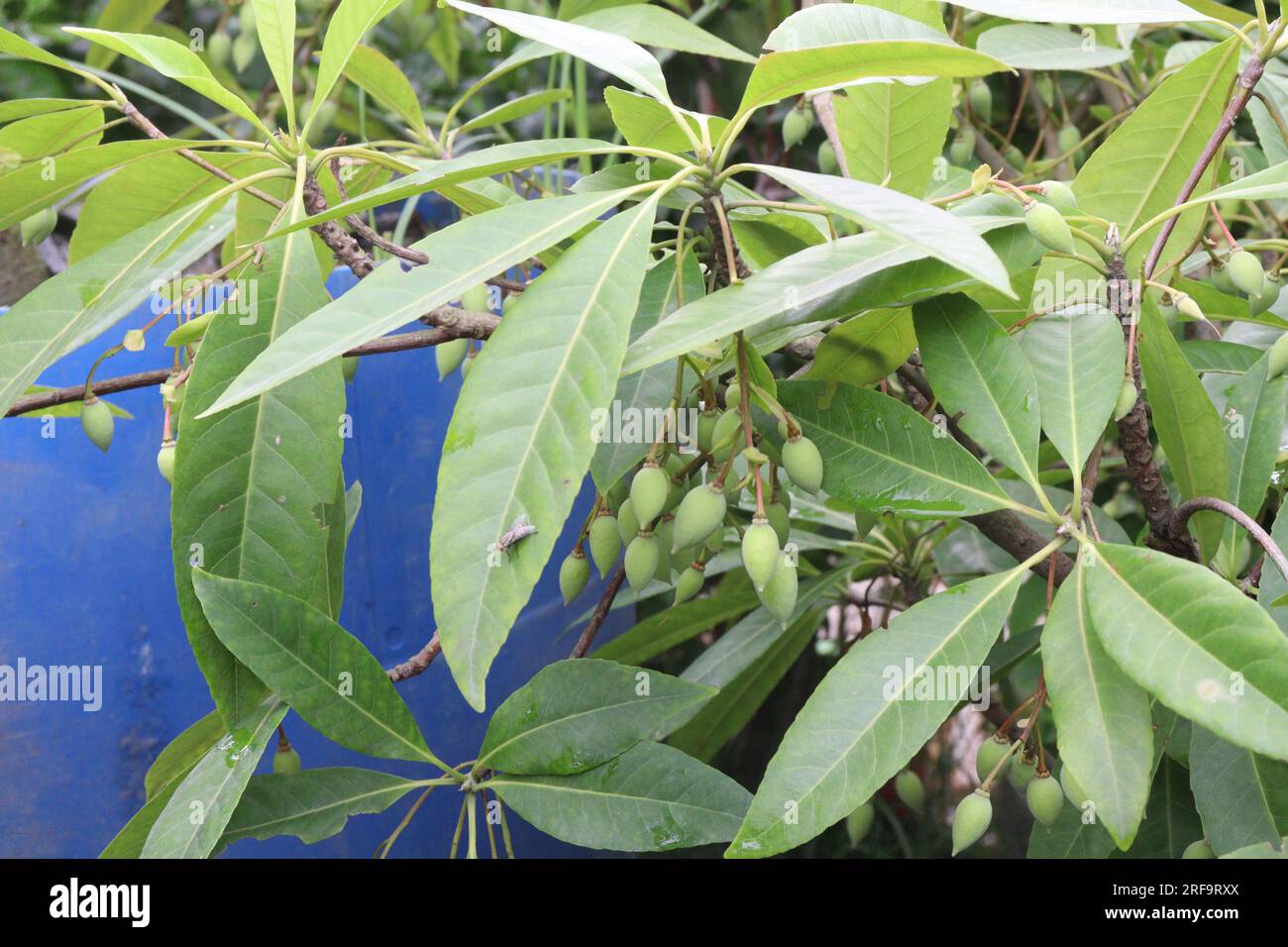 Elaeocarpus sylvestris fruit plant on farm for harvest are cash crops Stock Photo