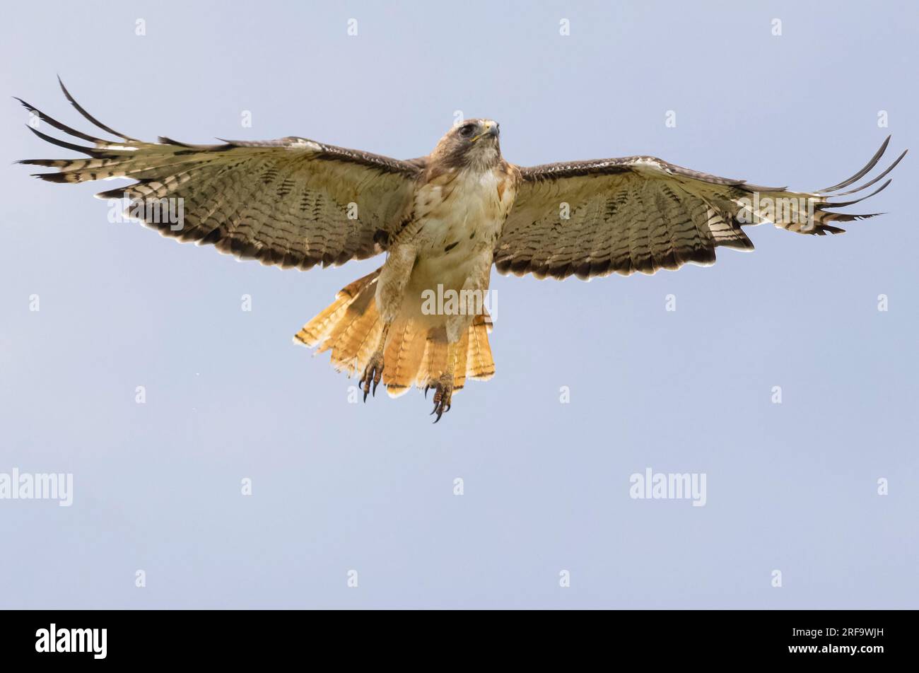 Red-tailed hawk in Park County Colorado Stock Photo