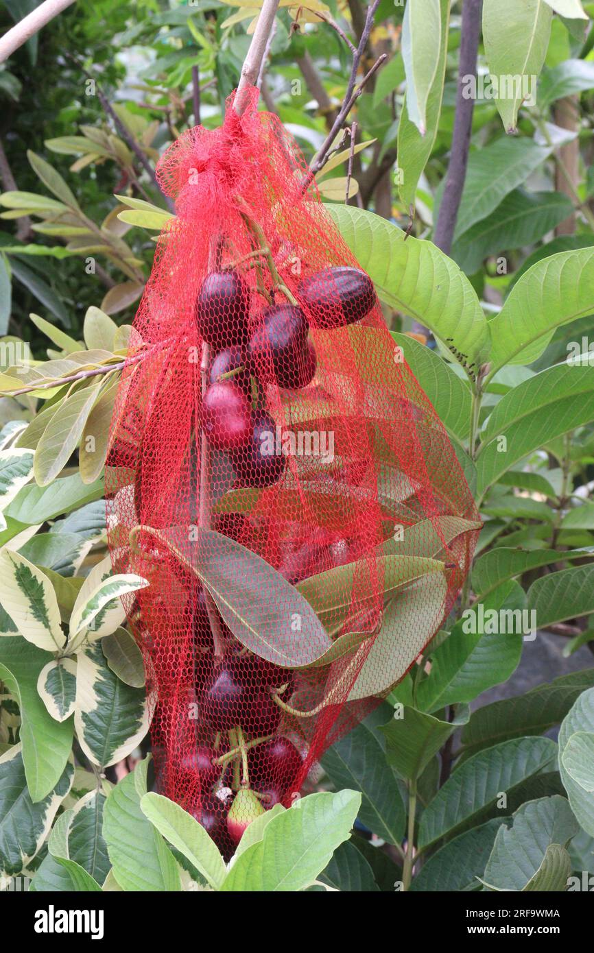Jamun tree hi-res stock photography and images - Alamy