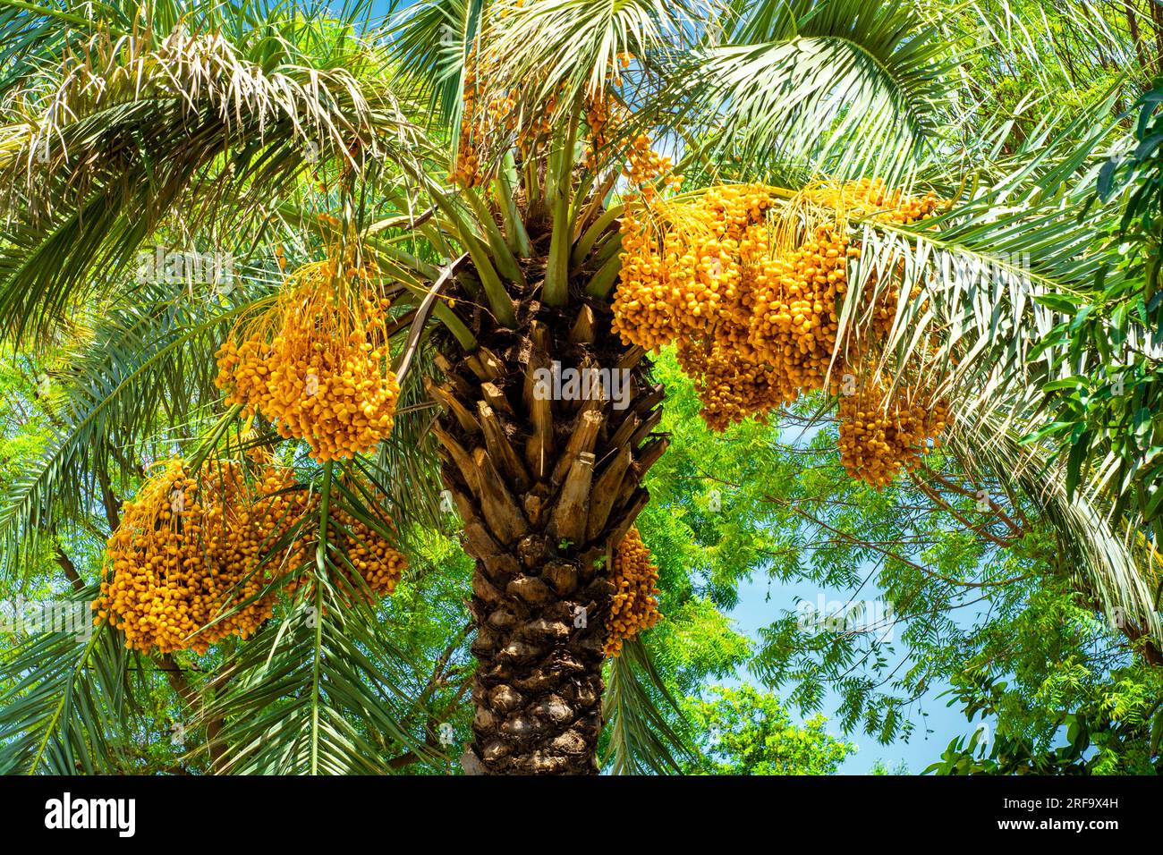 Bunches of yellow dates in the Oman Stock Photo