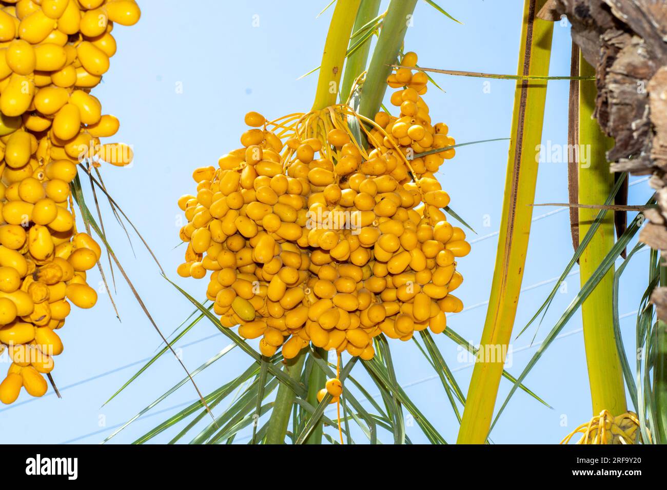 Yellow date fruit bunches hanging on a tree Stock Photo
