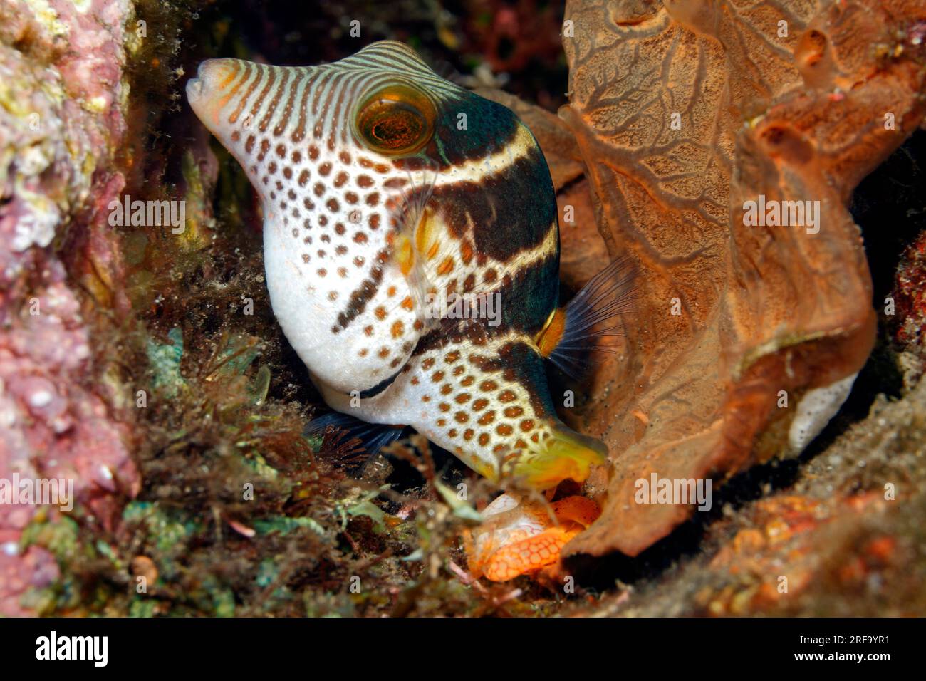 Female Black-Saddled Toby Valentines Pufferfish Valentines Sharpnosed Puffer Canthigaster valentini. Laying eggs.after mating. See below more Stock Photo