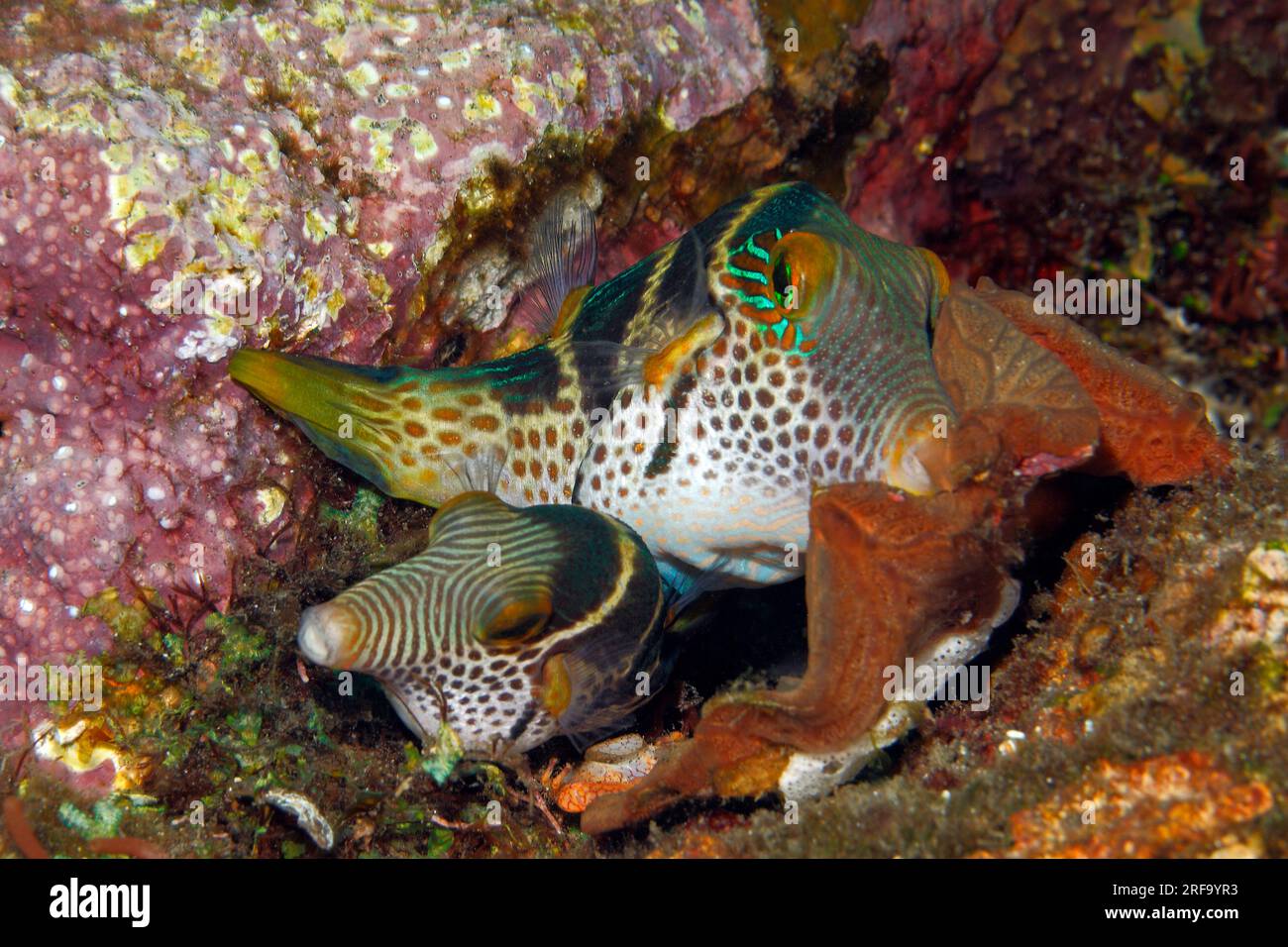 Mating pair of Black-Saddled Toby, Valentines Pufferfish, Valentines Sharpnosed Puffer, Canthigaster valentini. See further information below Stock Photo