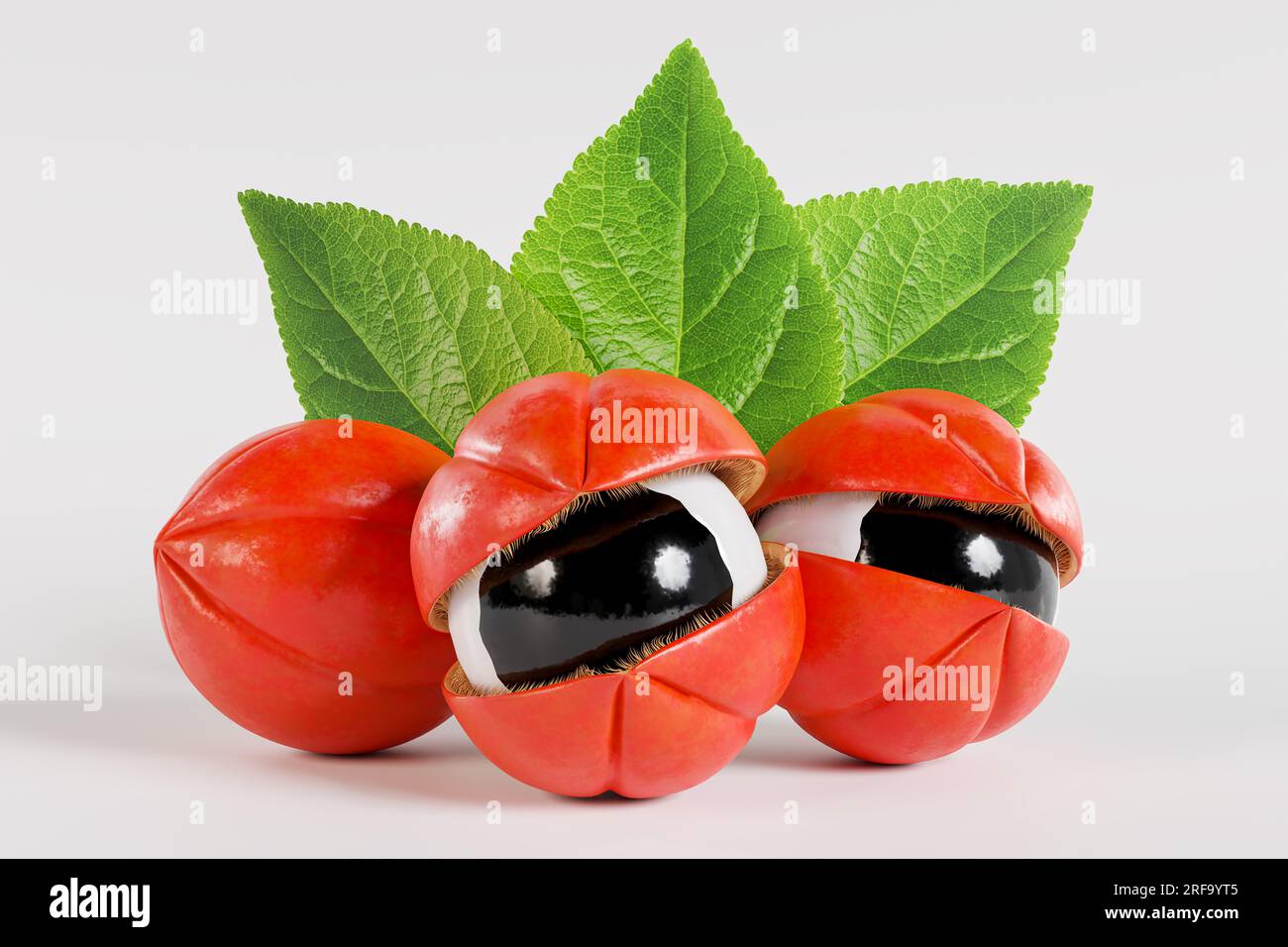 Guarana with leaves, exotic fruit from the Amazon Stock Photo