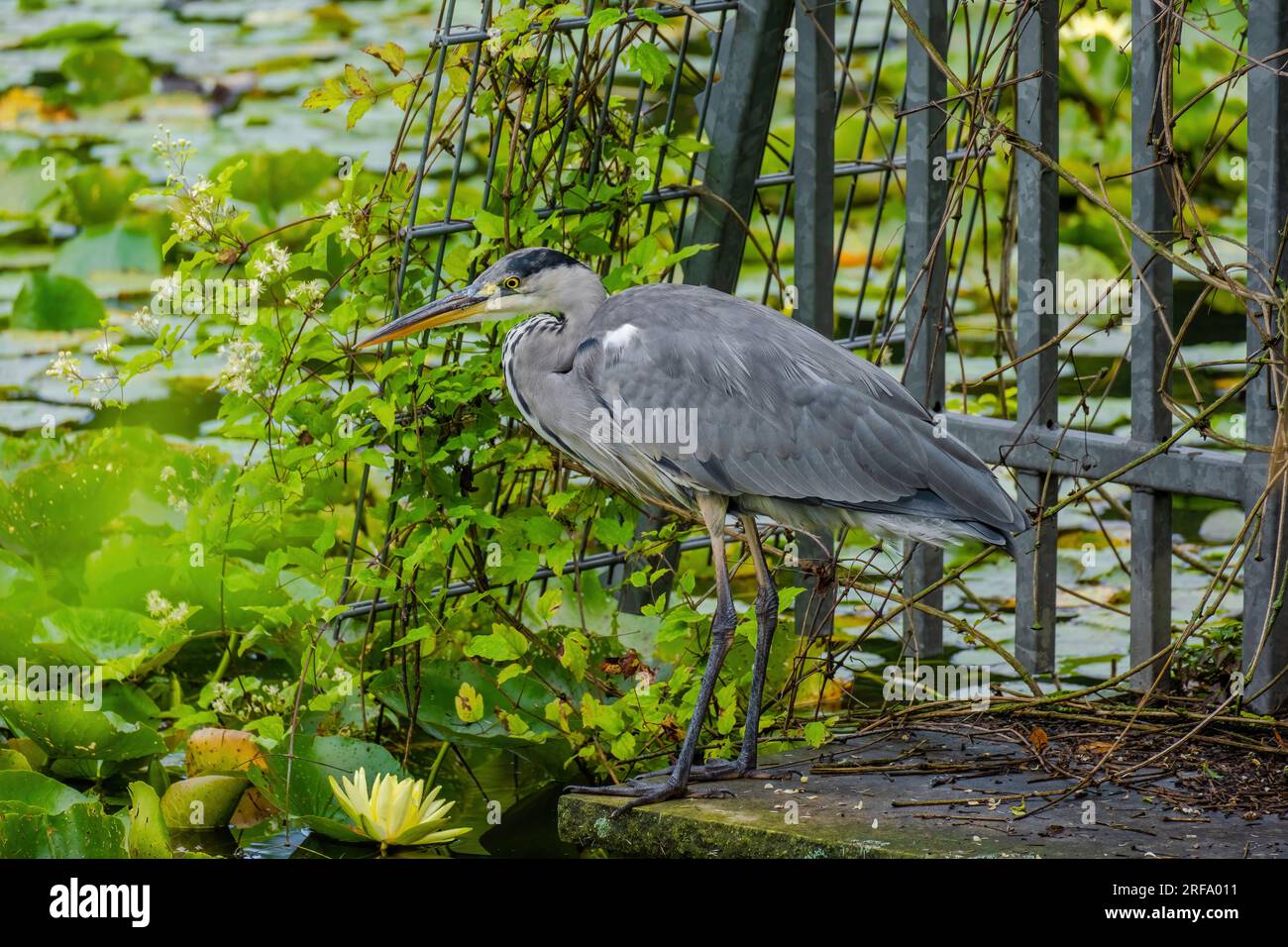 The eastern great egret, a white heron in the genus Ardea, fishing at ...