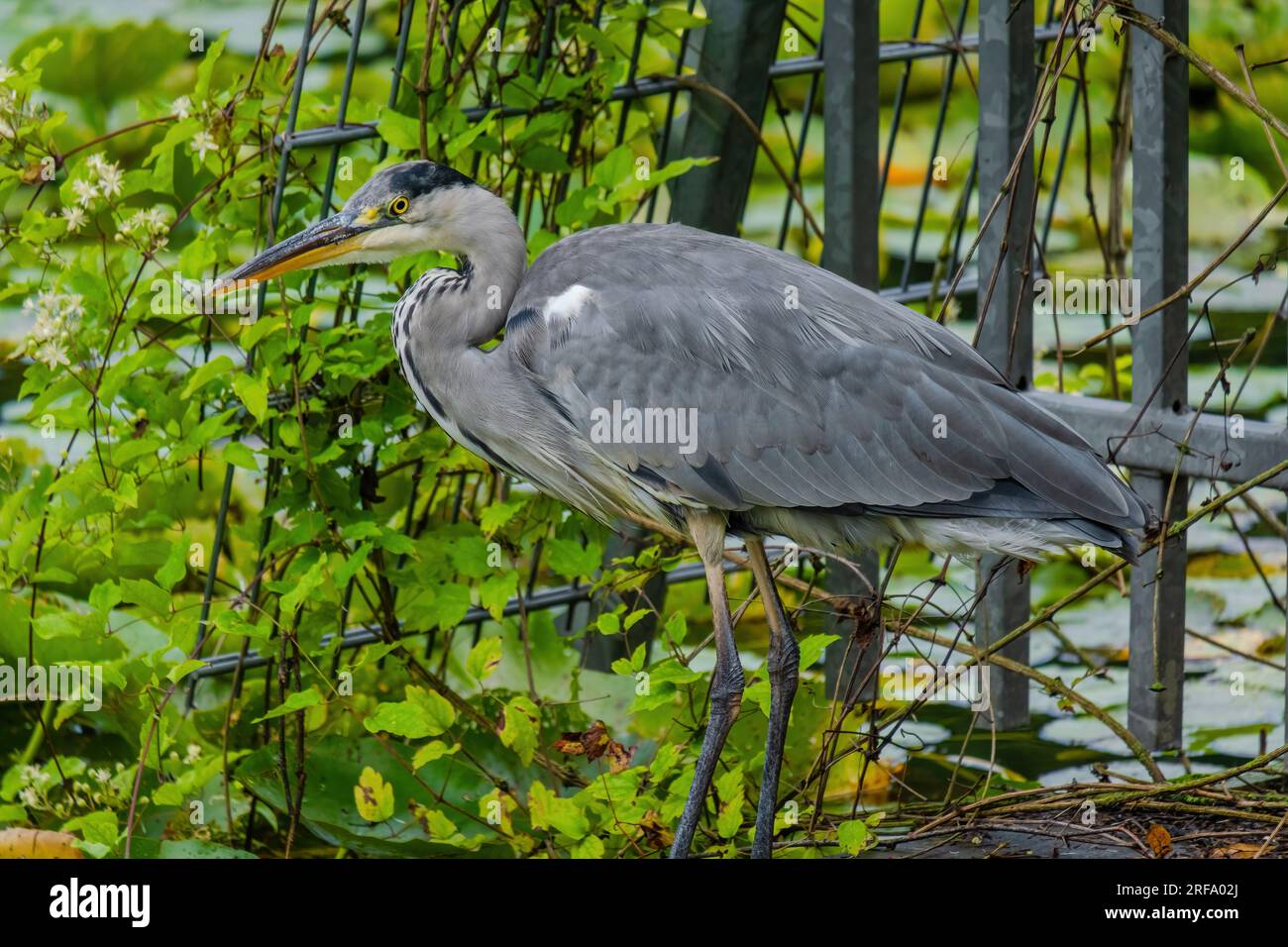 The Eastern Great Egret, A White Heron In The Genus Ardea, Fishing At 