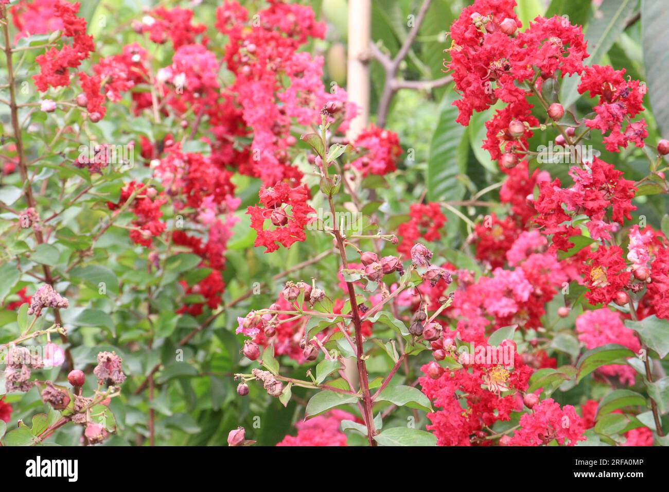 Crepe myrtle flower plant on farm for harvest are cash crops Stock Photo