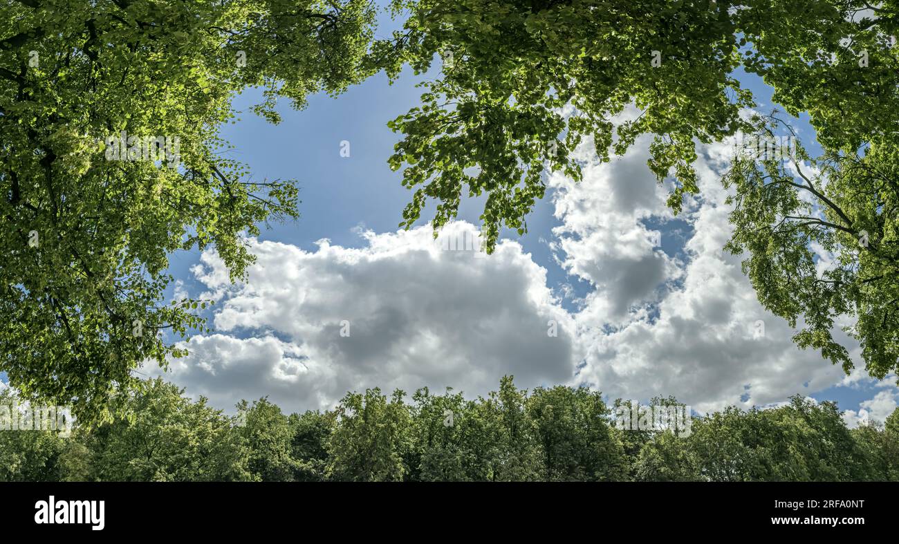 trees with green lush foliage on blue cloudy sky background. summer park on sunny day. Stock Photo
