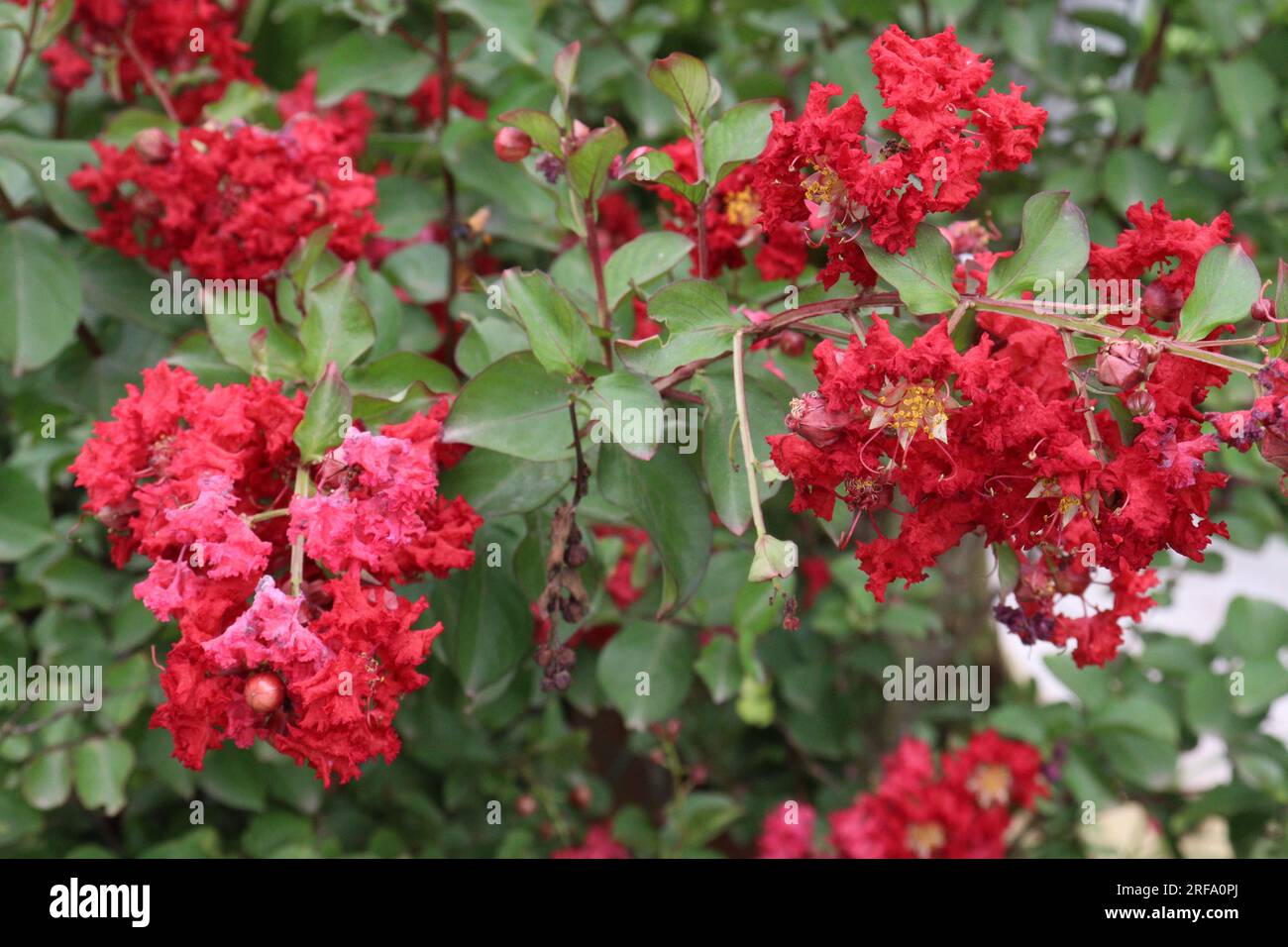 Crepe myrtle flower plant on farm for harvest are cash crops Stock