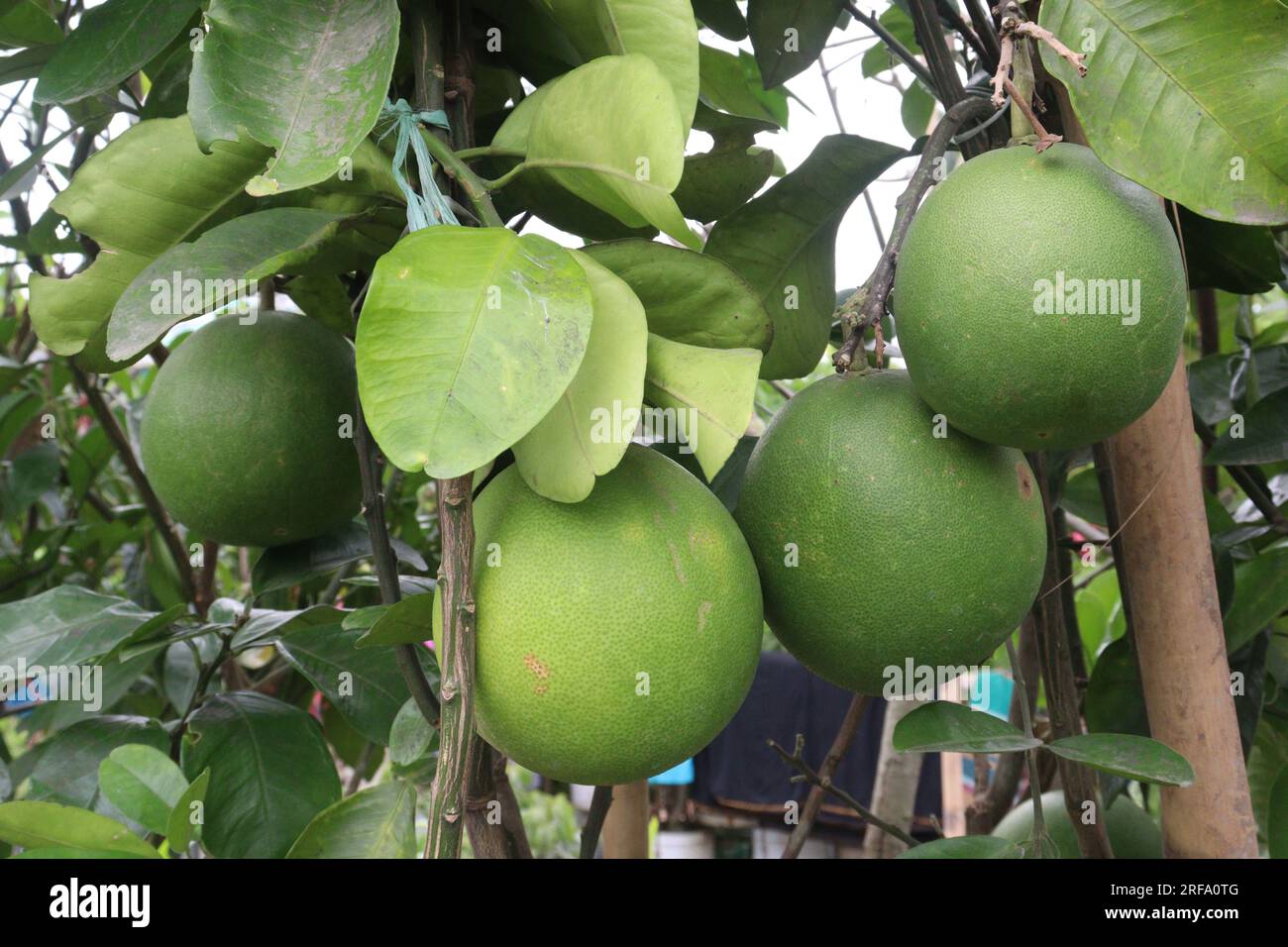 Pomelo on tree in farm for harvest are cash crops Stock Photo Alamy