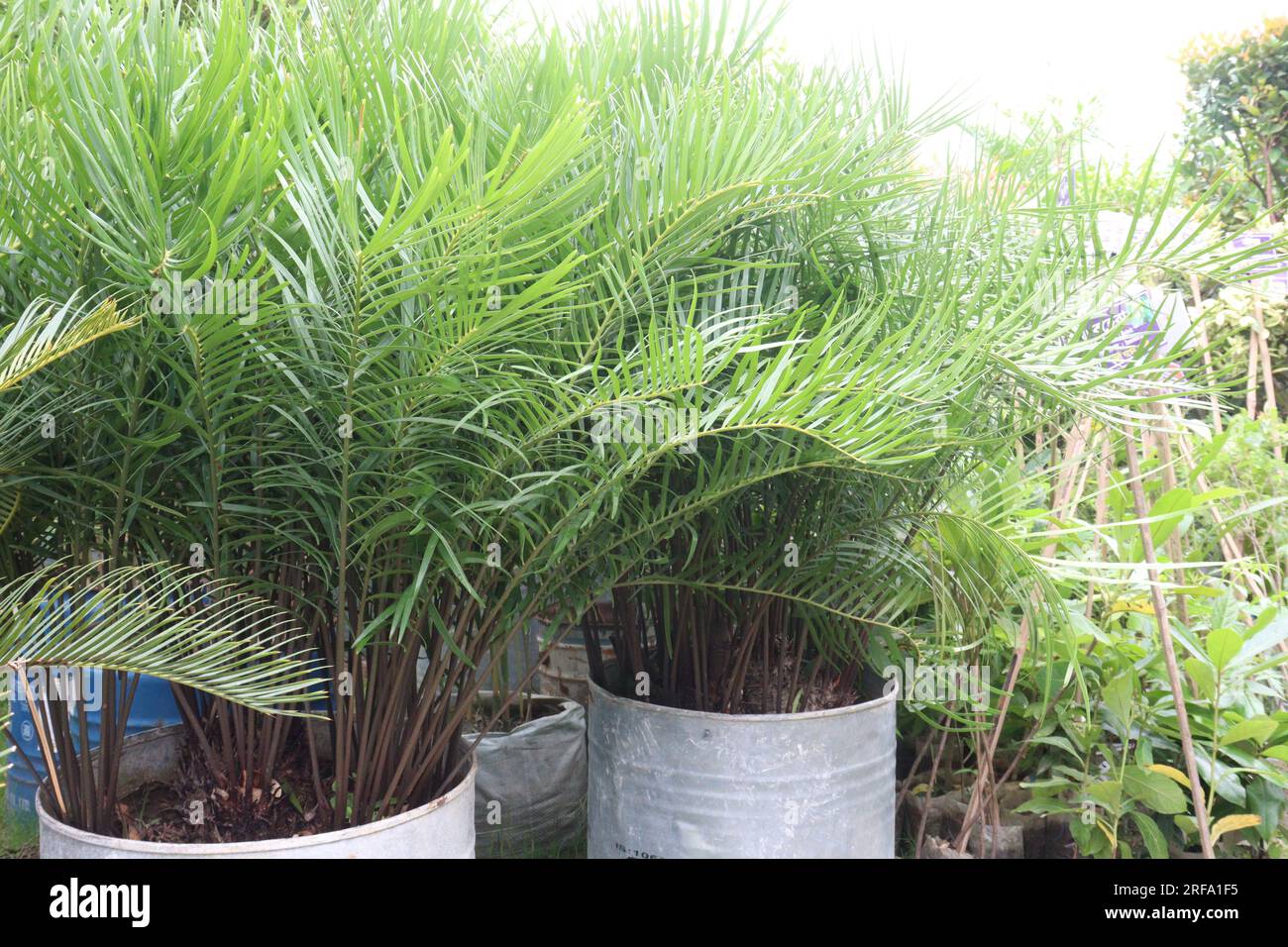 Zamia integrifolia leaf plant on farm for harvest are cash crops Stock Photo