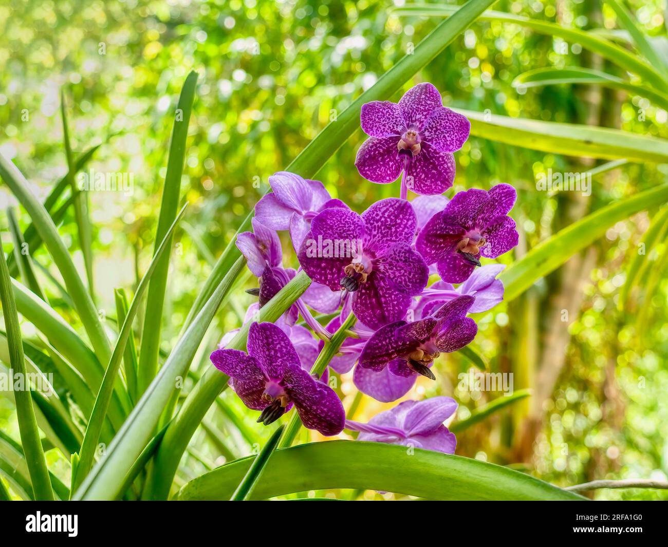 A beautiful purple speckled Vanda orchid blooming in an outdoor garden in the Philippines. Stock Photo