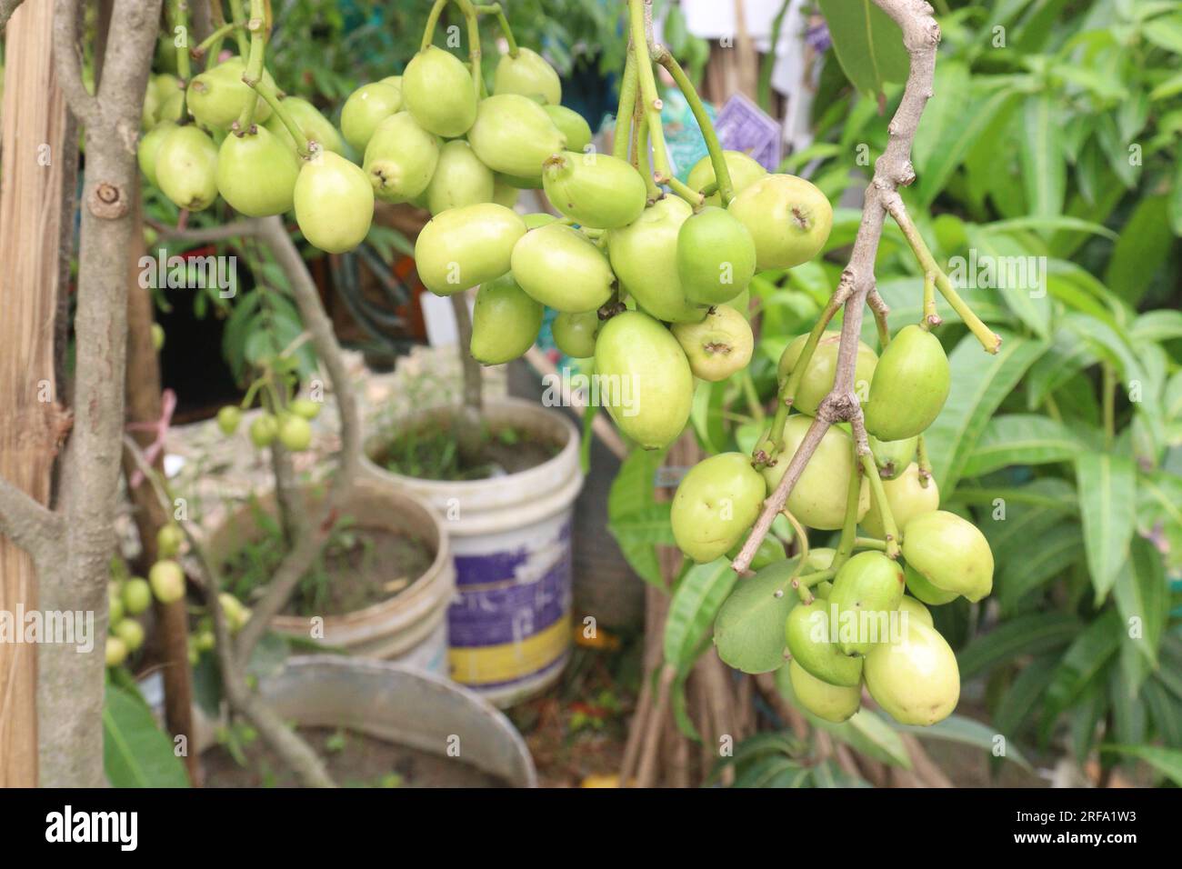Syzygium jambos fruit on tree in farm for harvest are cash crops Stock Photo