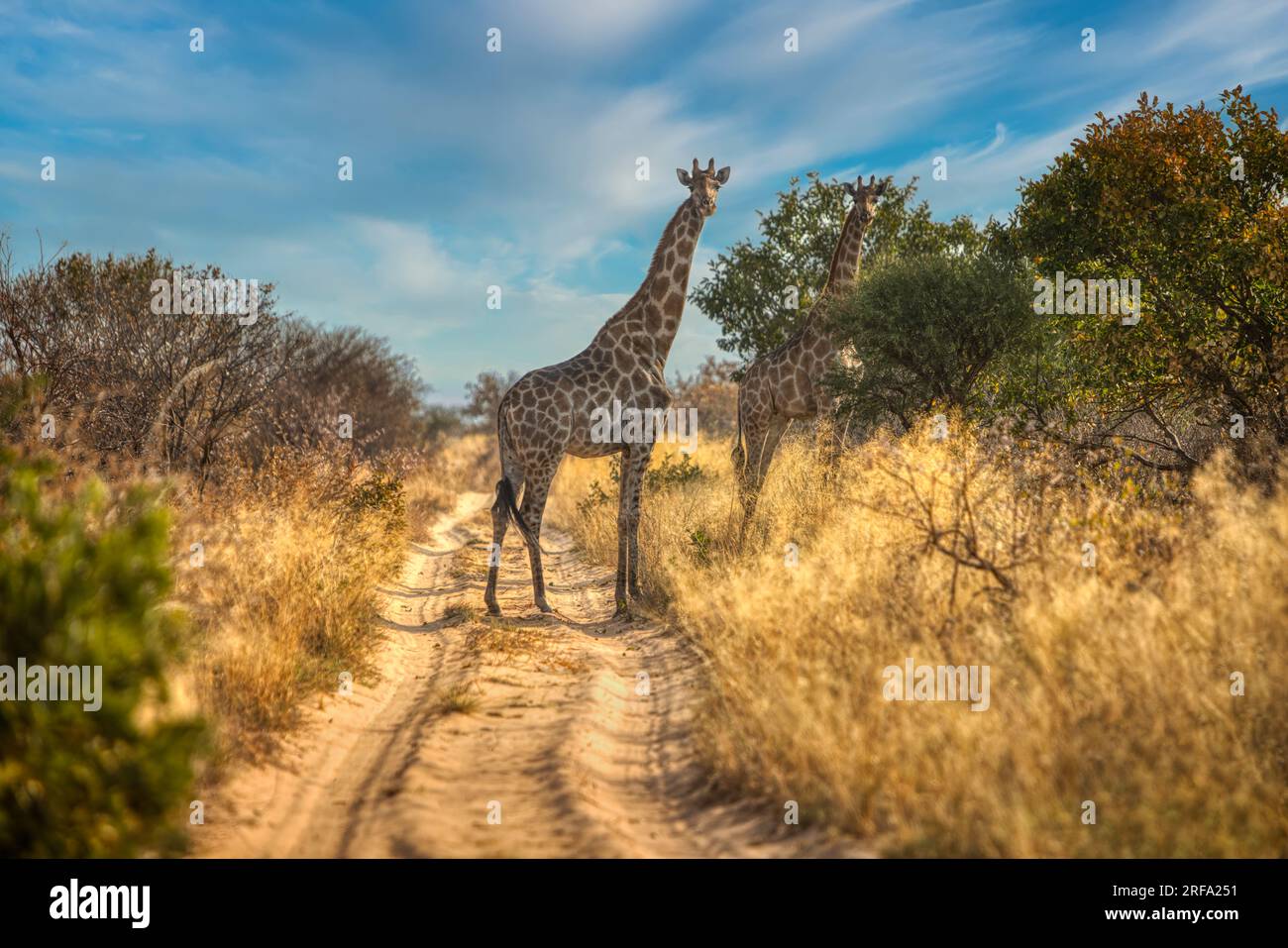 Giraffe in Khutse Game Reserve, Botswana, bush in the dry season, along a dirt road. Stock Photo
