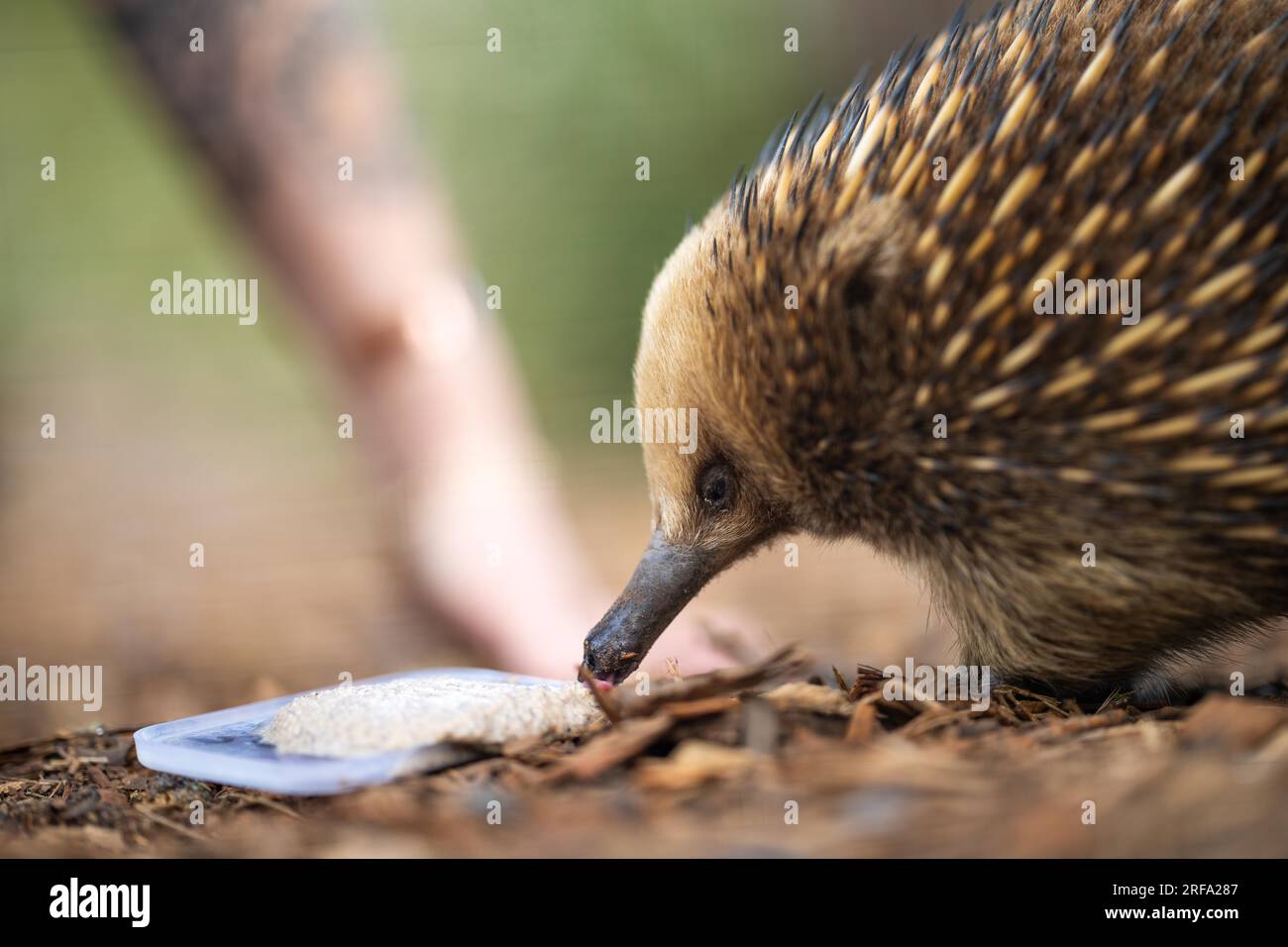 Beautiful small echidna in the Australian wildlife park being fed with its tongue out Stock Photo