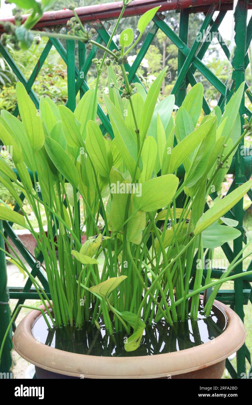Echinodorus cordifolius leaf plant on pot for harvest are cash crops Stock Photo