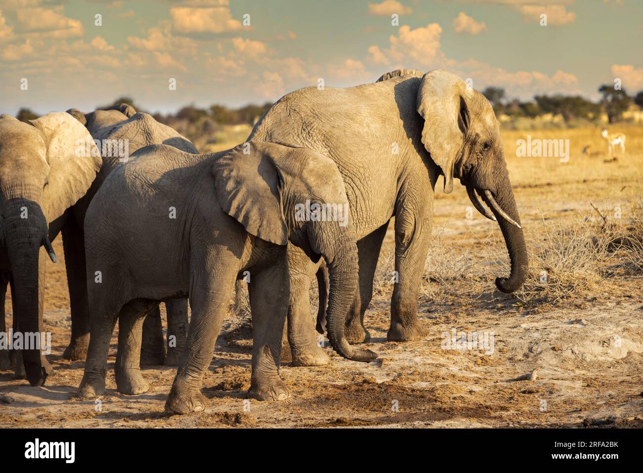 Elephant family in the bush hi-res stock photography and images - Alamy