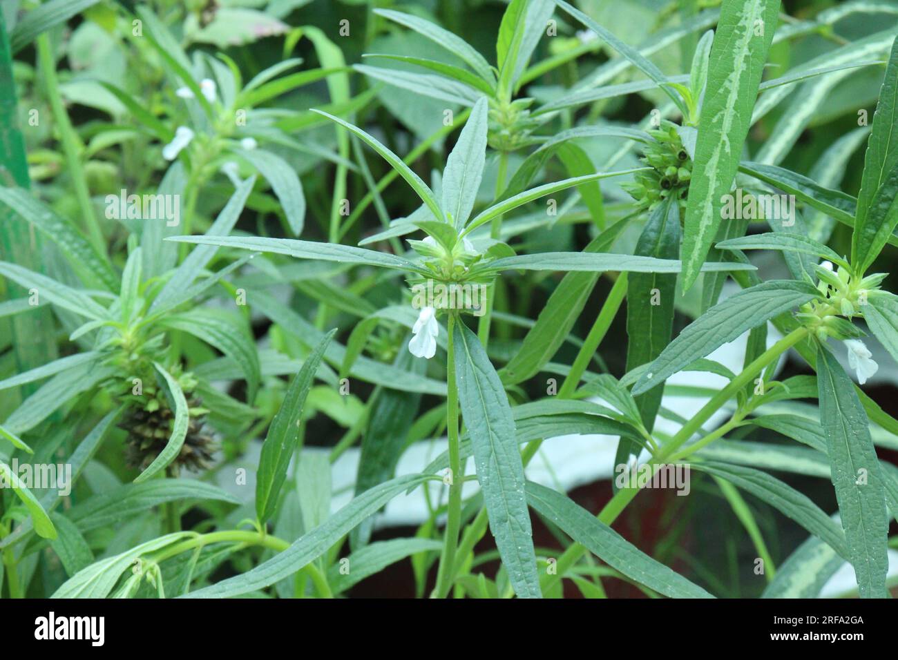 Leucas zeylanica plant on farm for harvest are used to medicine are cash crops Stock Photo