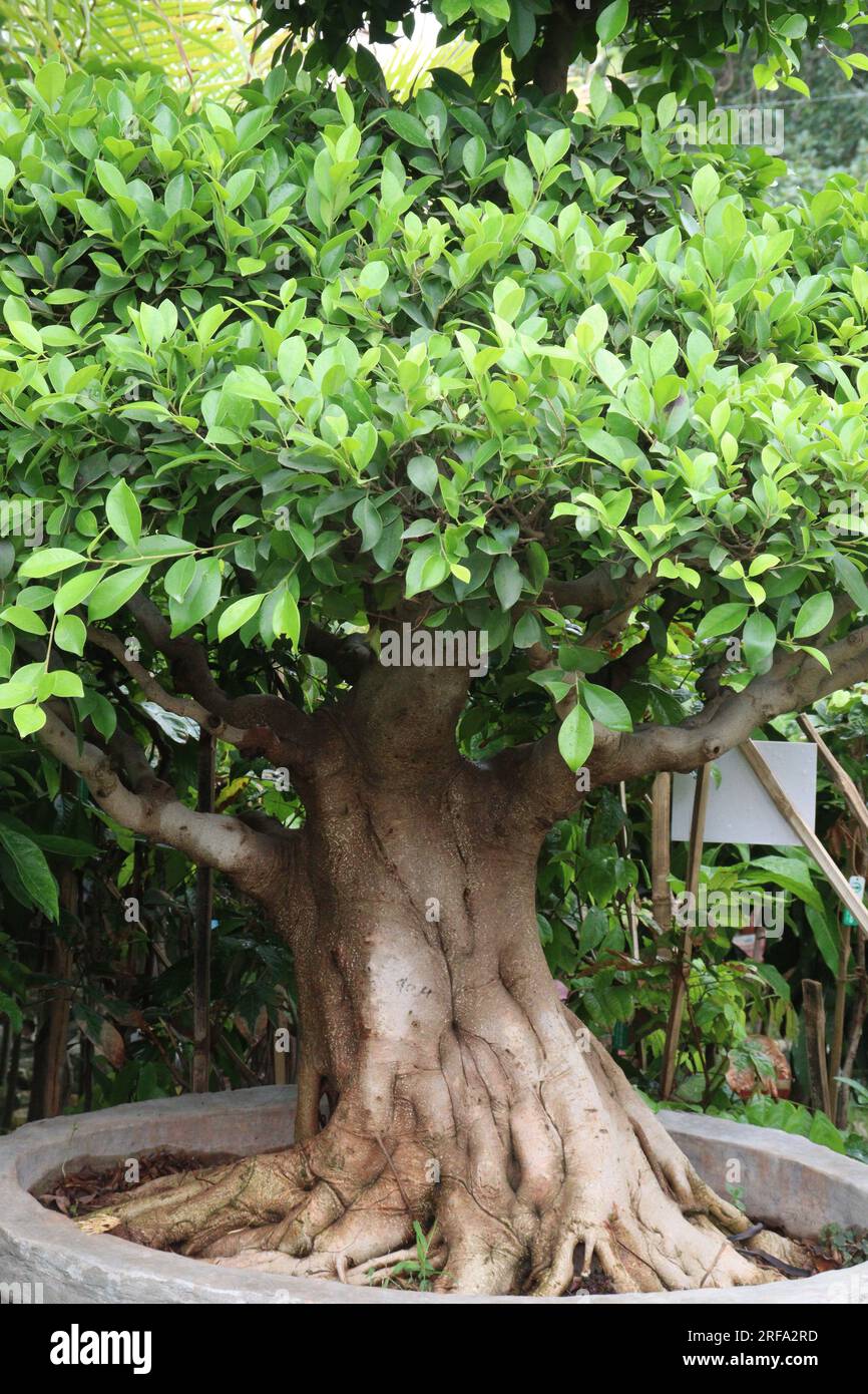 bonsai banyan tree on pot in farm for harvest are cash crops Stock Photo