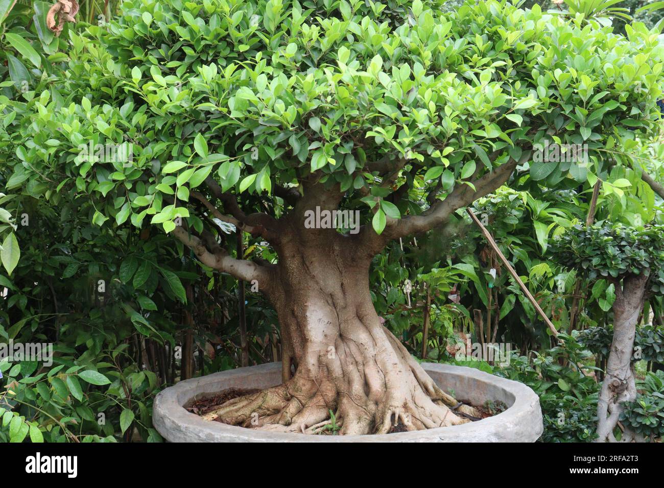 bonsai banyan tree on pot in farm for harvest are cash crops Stock Photo