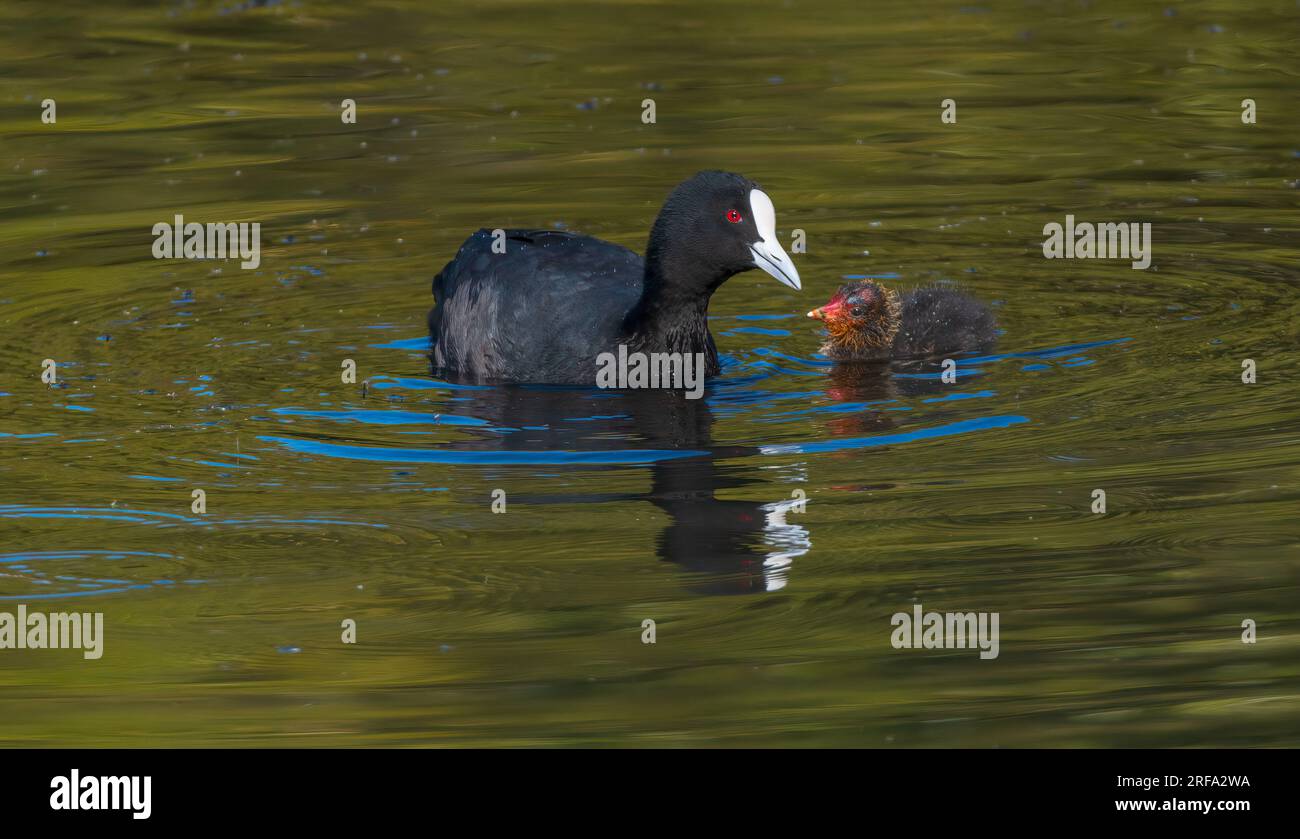 Eurasian Coot ( Fulica atra ) is recognised by a snowy white bill and forehead shield. The remainder of the bird is dark  grey, with a bright red eye Stock Photo