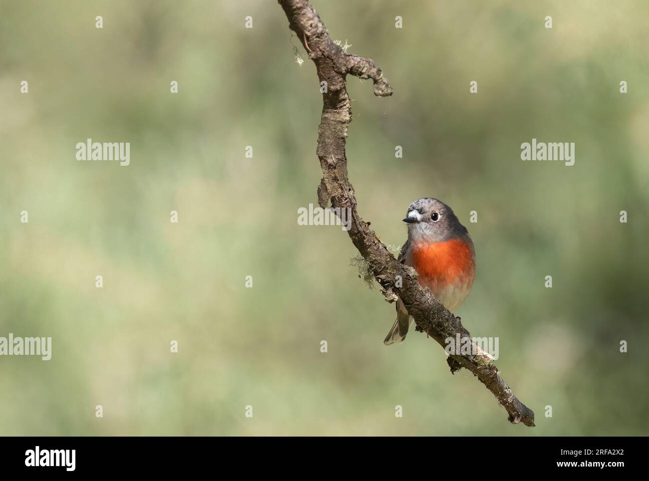Flame Robin ( Petroica phoenicea ) feed on insects, spiders and other small arthropods. Birds take prey from the ground, Stock Photo