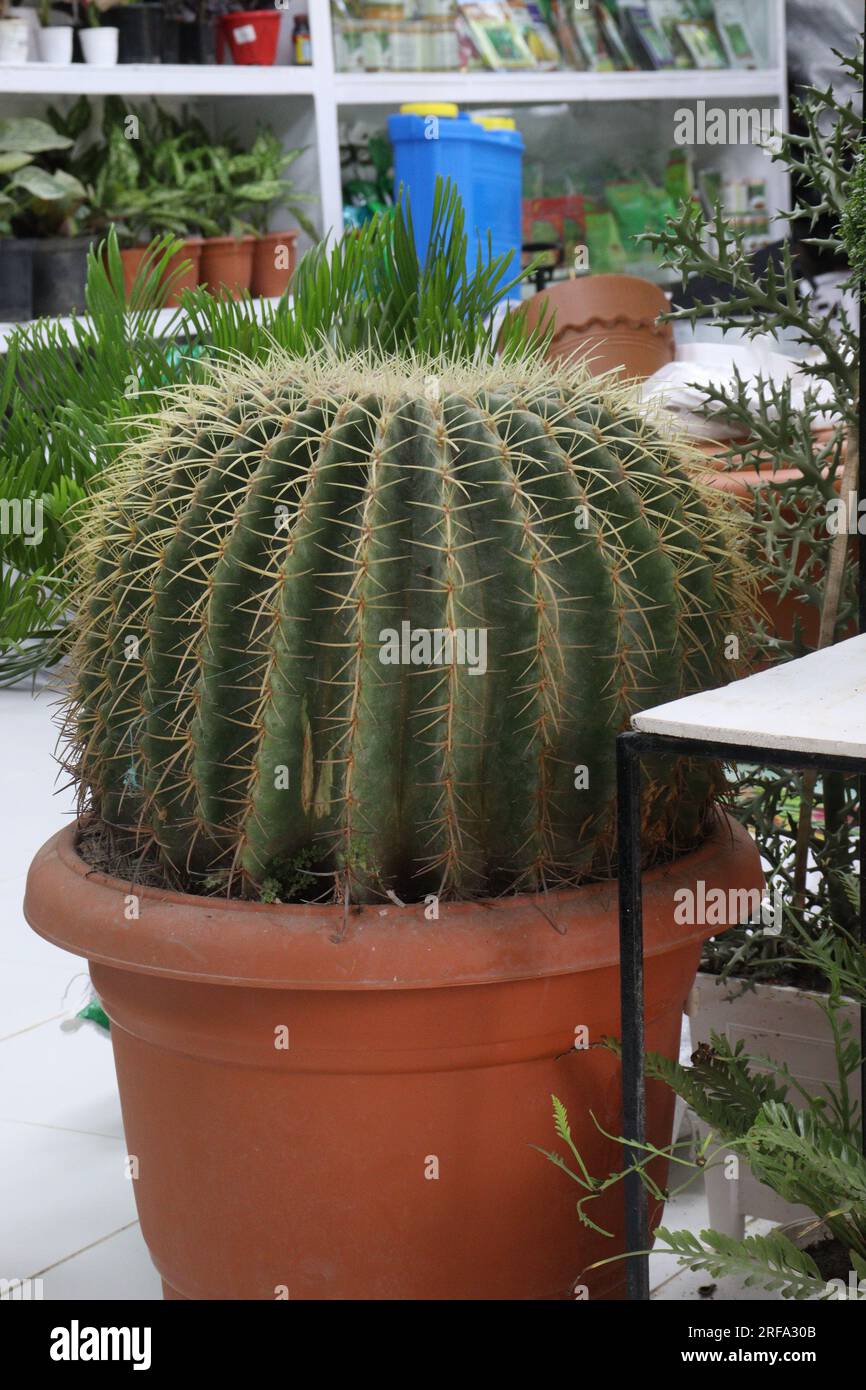 Golden barrel cactus plant on farm for harvest ara cash crops Stock ...