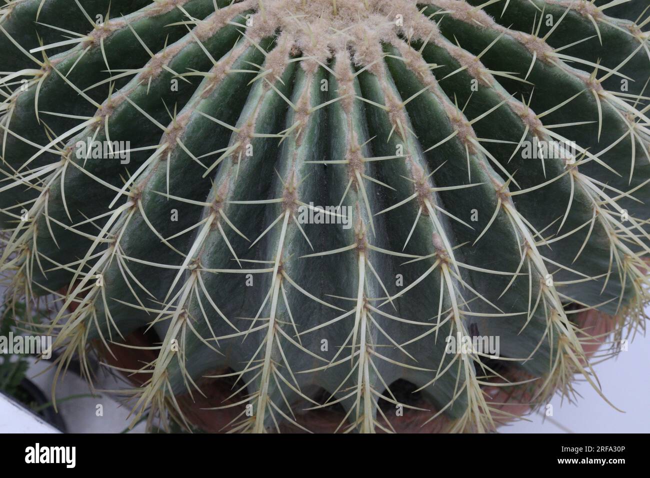 Golden barrel cactus plant on farm for harvest ara cash crops Stock ...