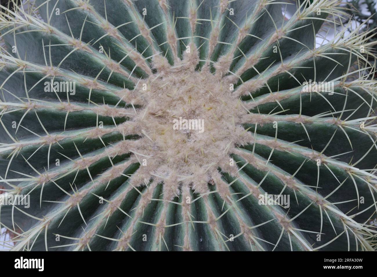 Golden barrel cactus plant on farm for harvest ara cash crops Stock ...