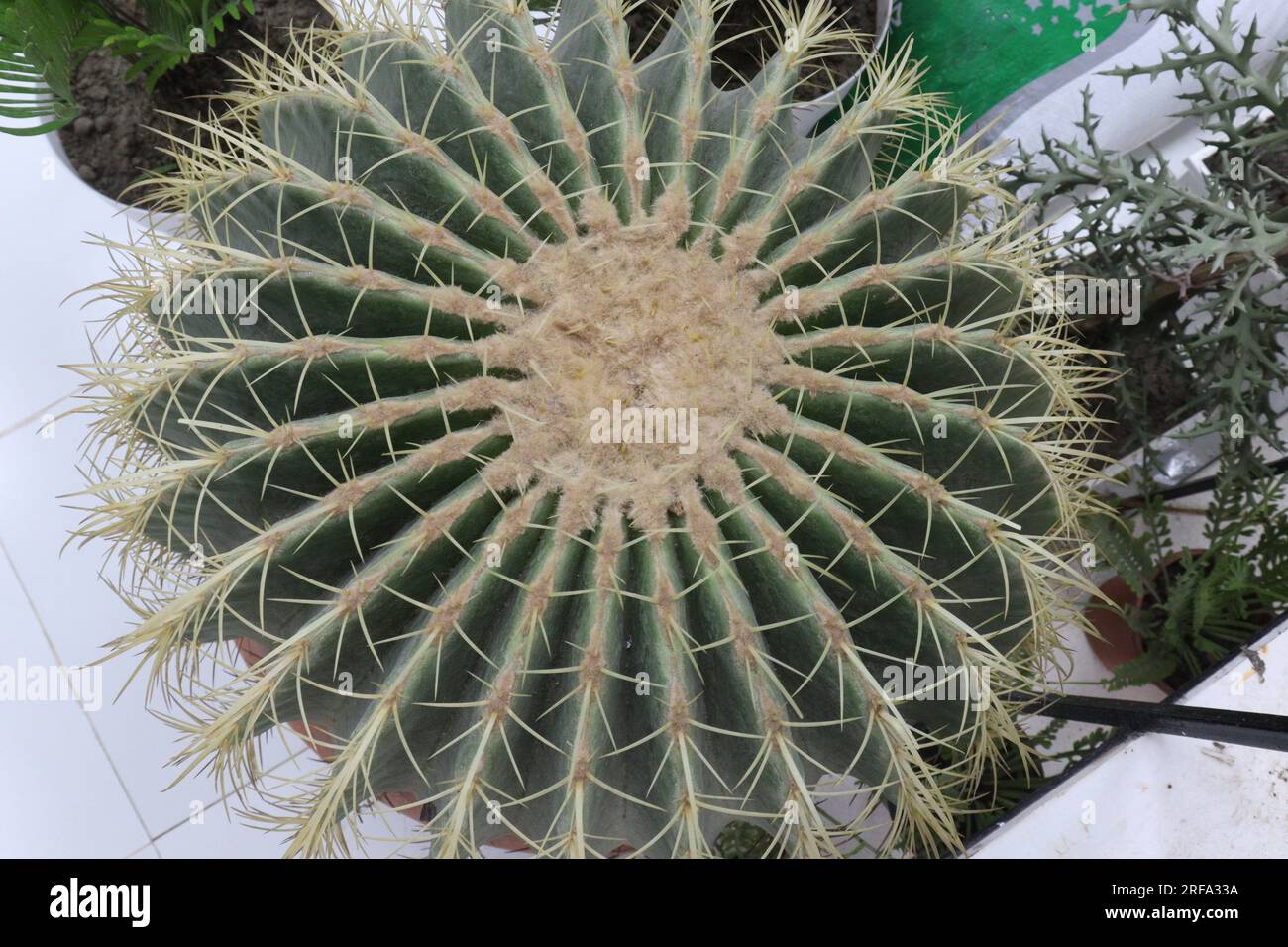 Golden barrel cactus plant on farm for harvest ara cash crops Stock ...