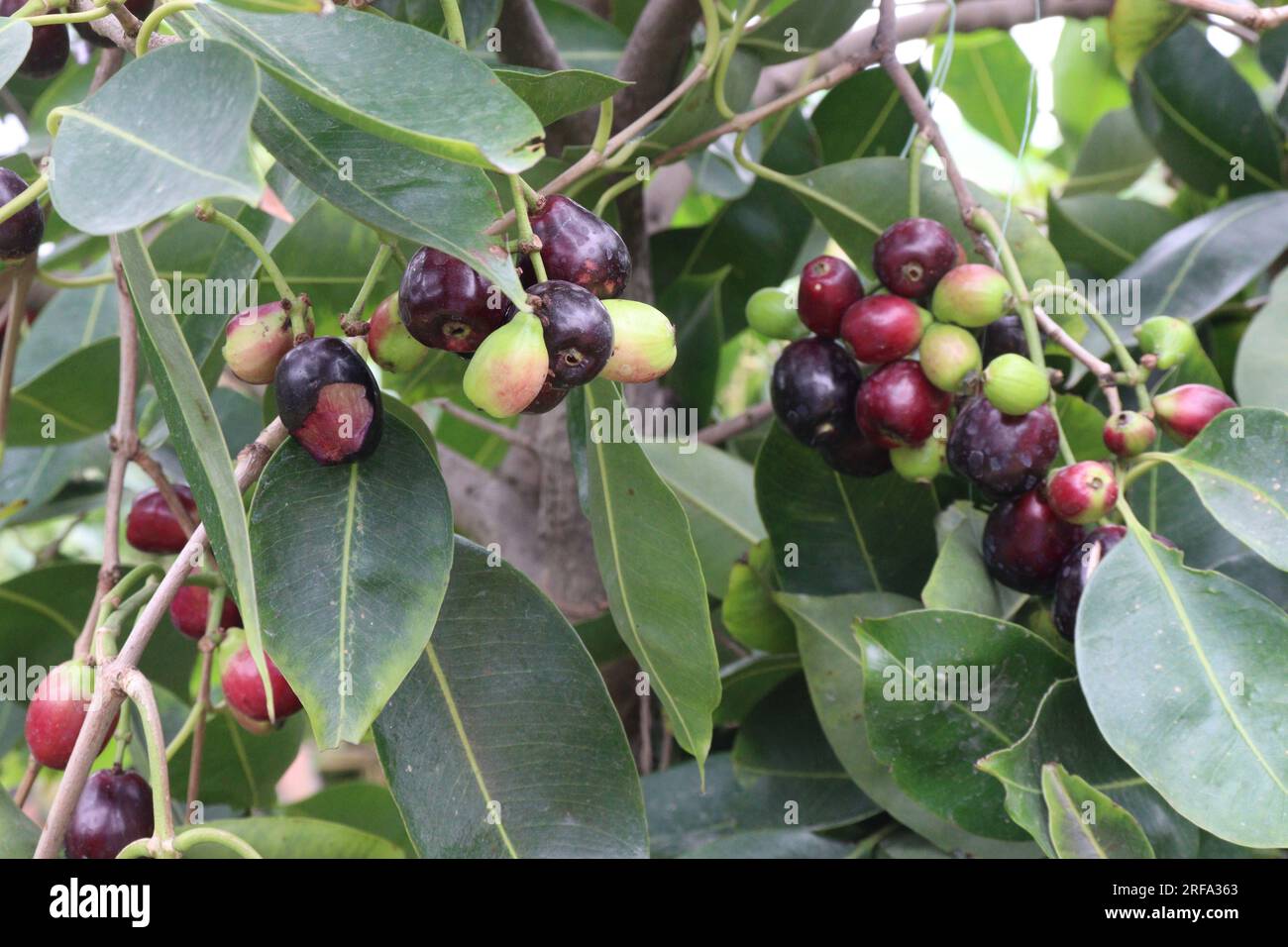 Jamun tree hi-res stock photography and images - Alamy