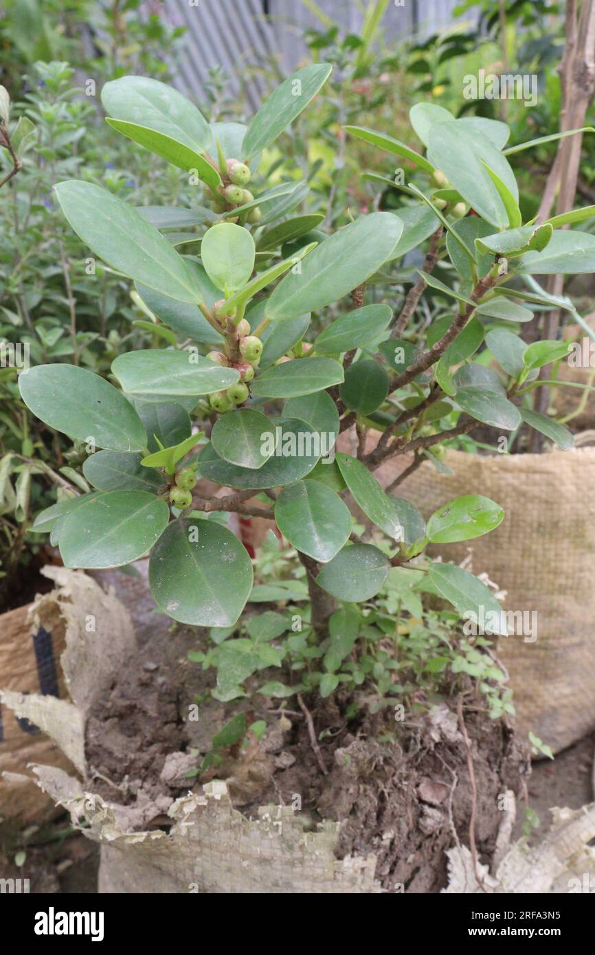 Ficus thonningii tree plant on farm for harvest are cash crops Stock Photo