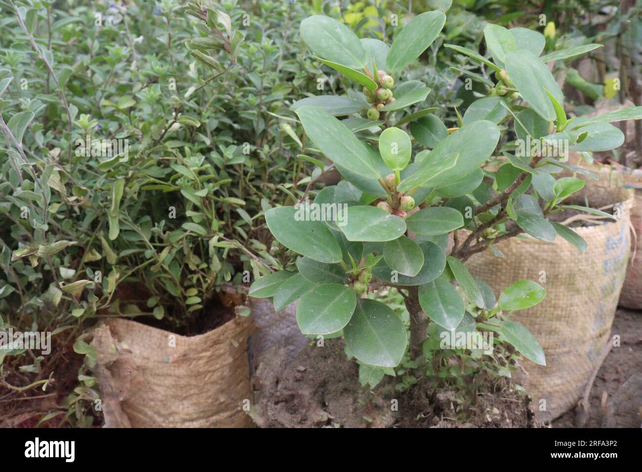 Ficus thonningii tree plant on farm for harvest are cash crops Stock Photo
