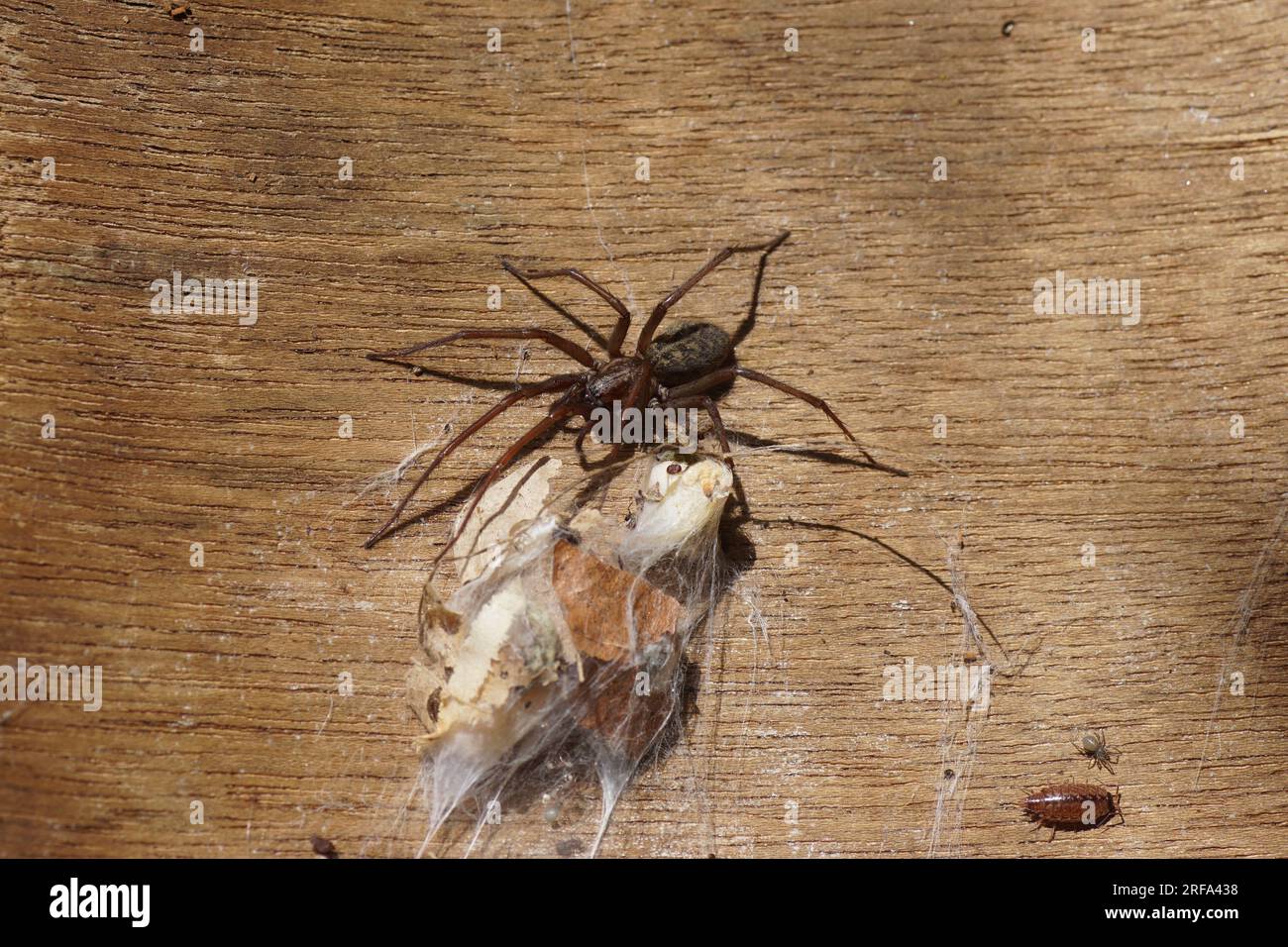 Housespider (Tegenaria), probably dust spider, dustbunny spider