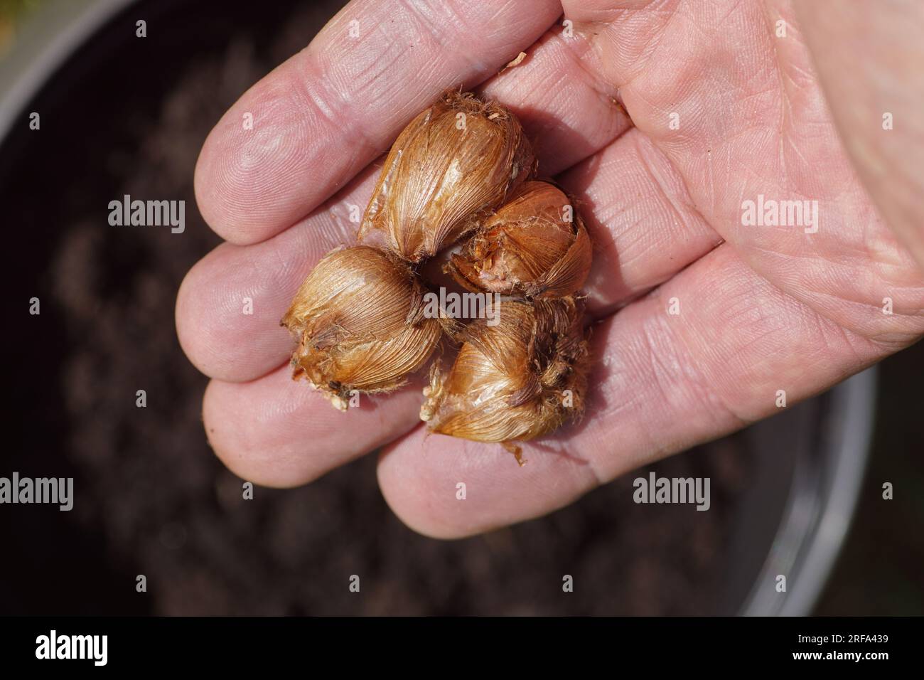 Bulbs of iron cross plant, lucky clover, shamrock, four-leaved wood-sorrel (Oxalis tetraphylla, O. deppei) family, Oxalidaceae. Hand, pot soil. Nether Stock Photo
