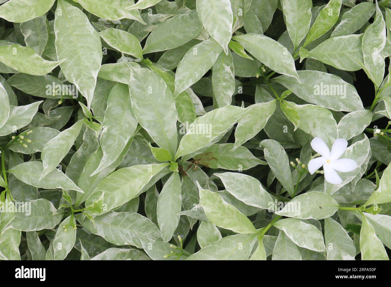 Jelutong Badak also called tagar flower plant on farm for harvest Stock