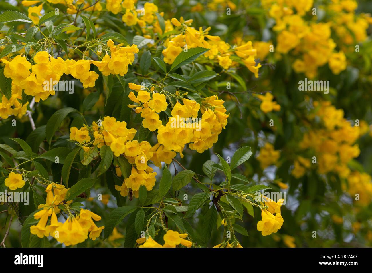 Yellow bell flowers, Yellow flowers on the tree and green leaves on summer. Stock Photo