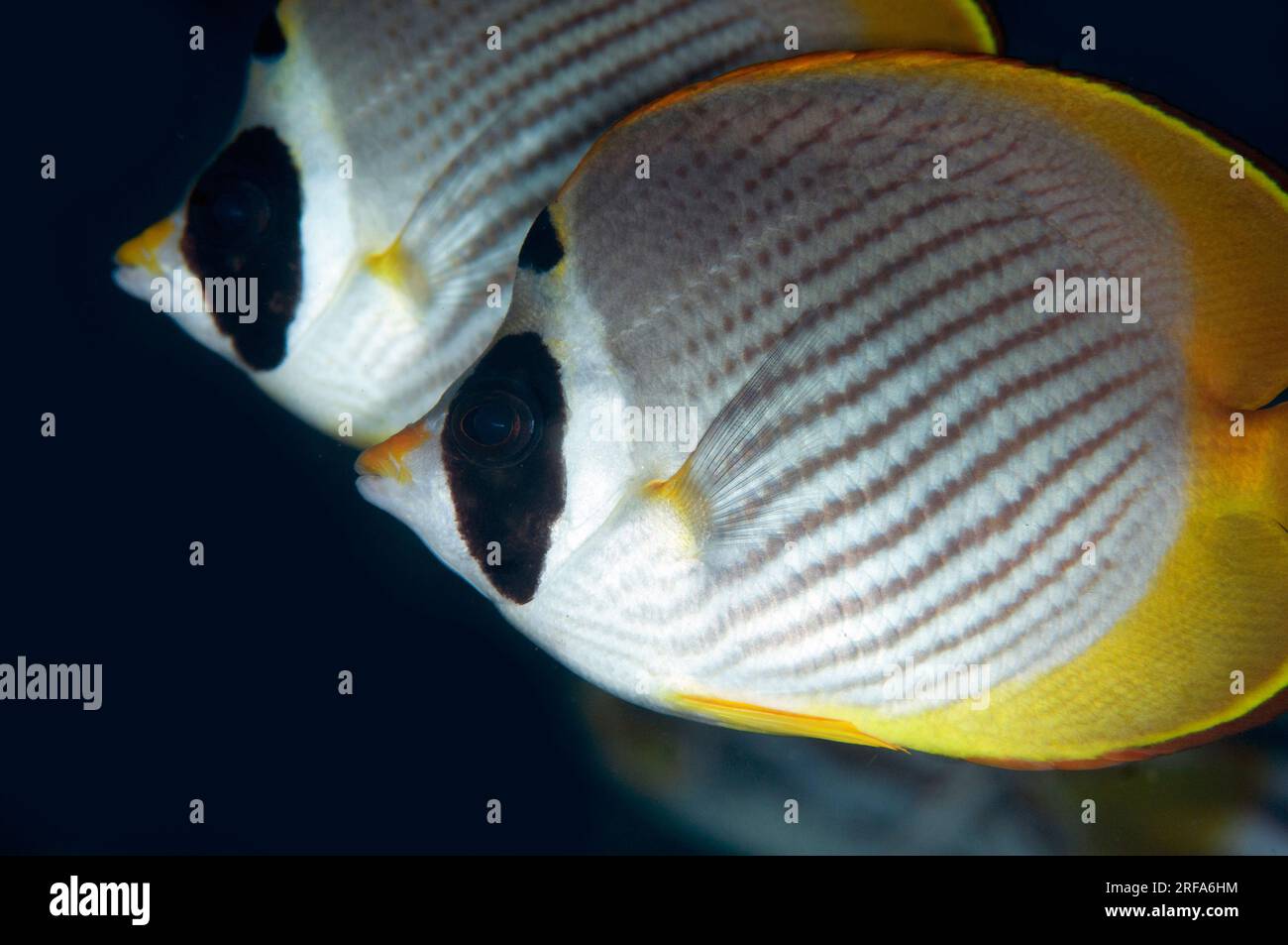 Panda eye close up hi-res stock photography and images - Alamy