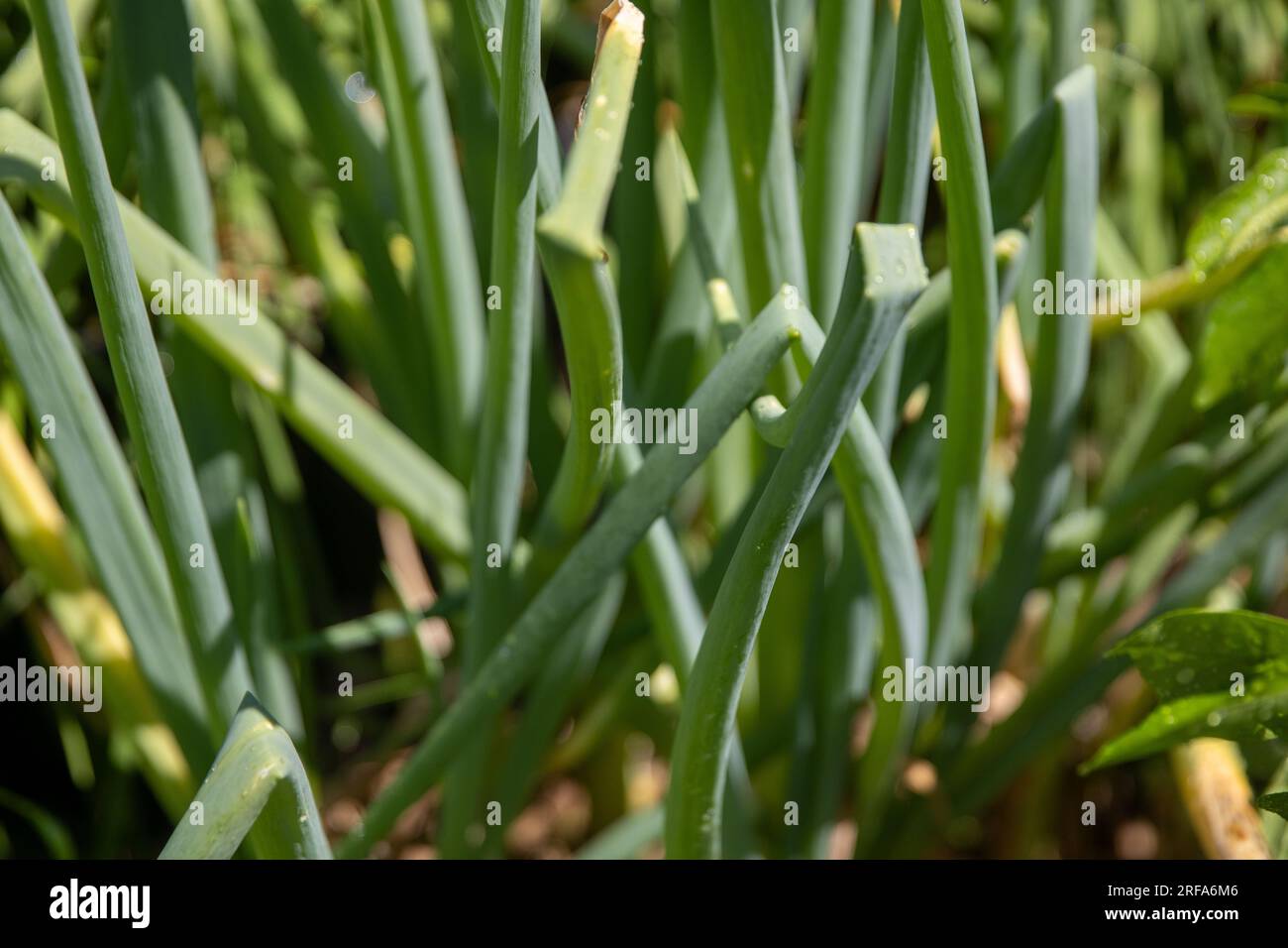 Bunch of green onions in a garden Stock Photo - Alamy