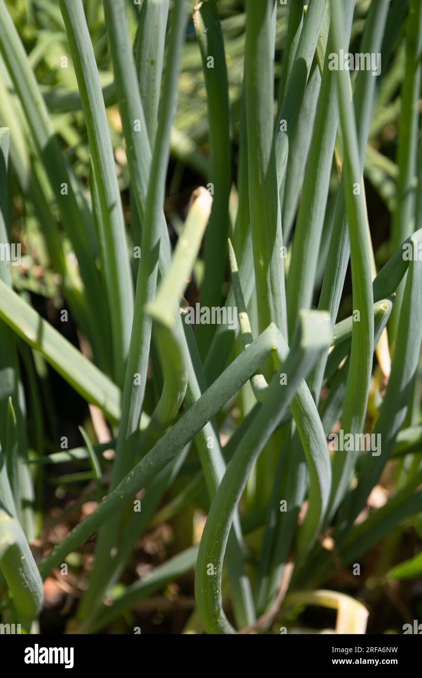 Bunch of green onions in a garden Stock Photo - Alamy