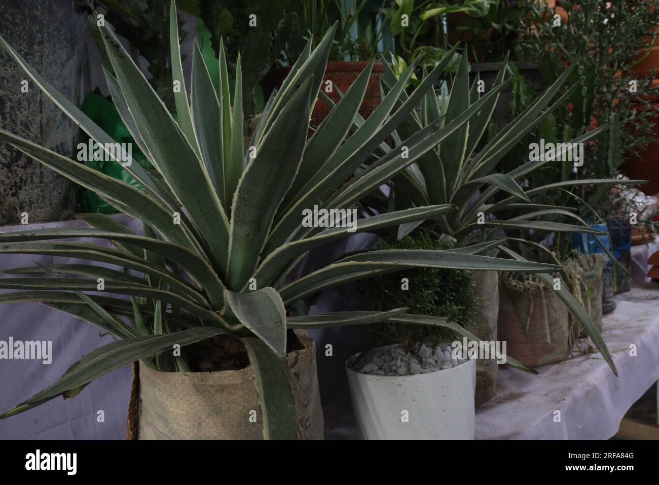 Caribbean agave hi-res stock photography and images - Alamy