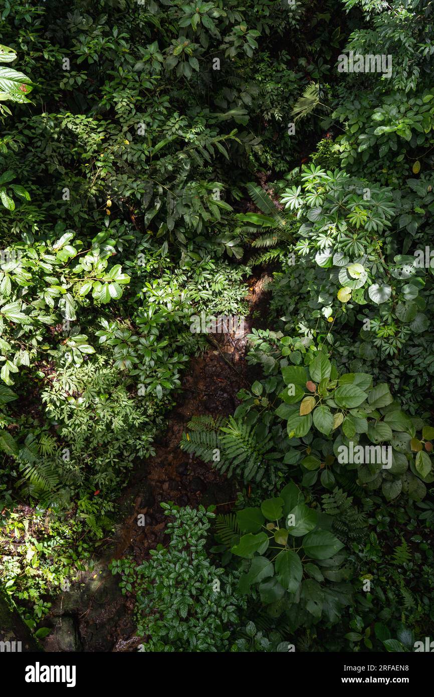 Tropical rainforest foliage hi-res stock photography and images - Alamy