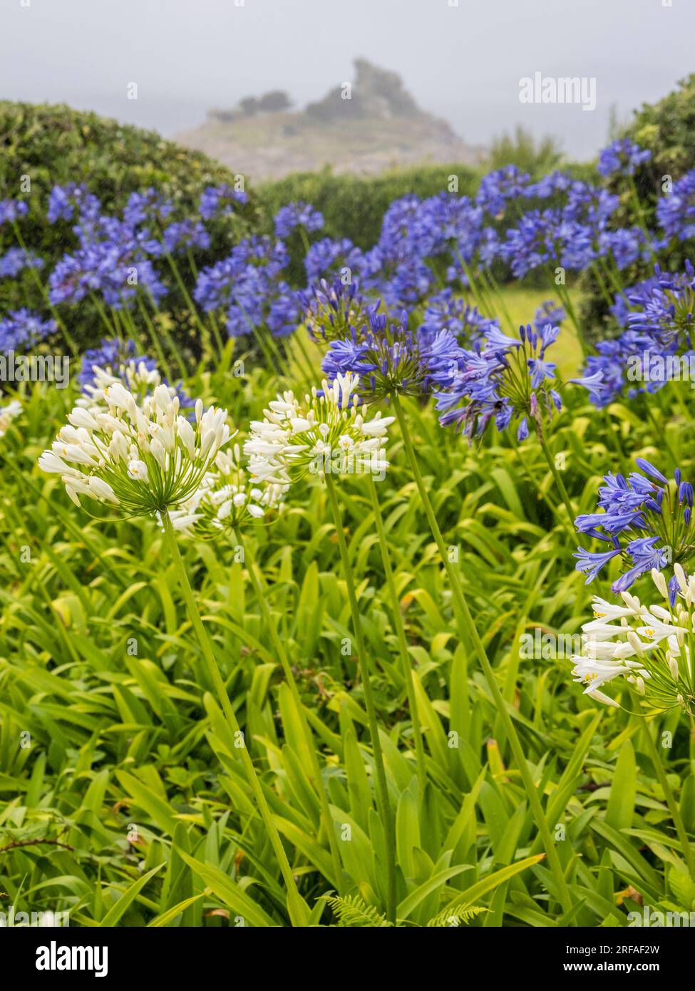 Wild Landscape, Agapanthus Flowers, Rainy Day, St Marys Island, Isles of Scilly, Cornwall, England, UK, GB. Stock Photo