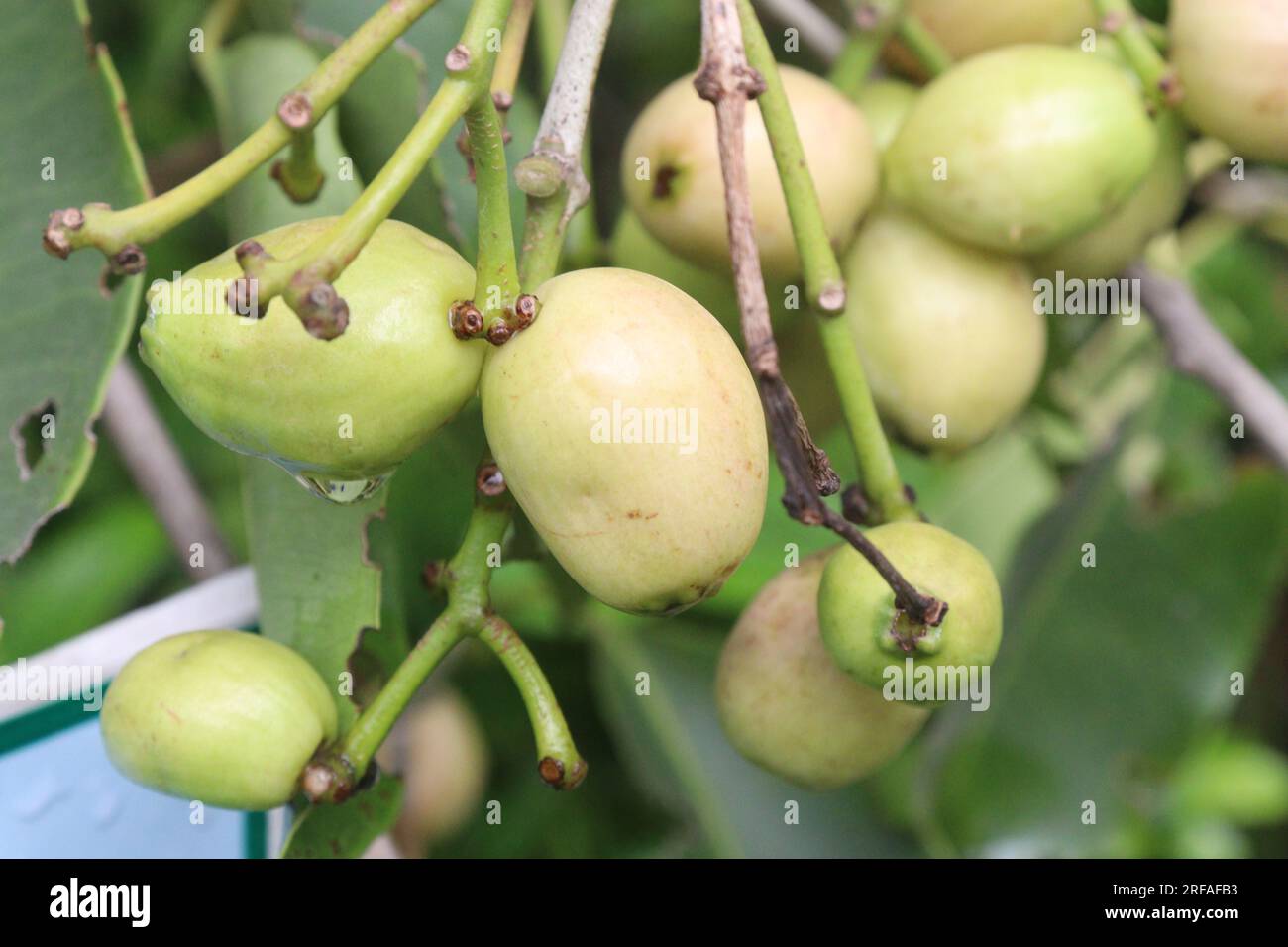 Syzygium jambos fruit on tree in farm for harvest are cash crops Stock Photo
