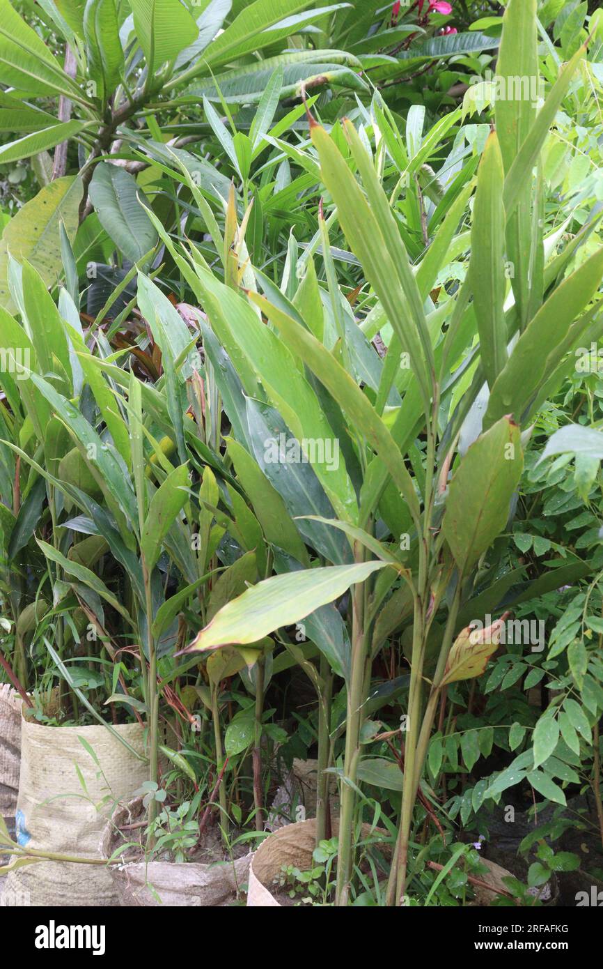 Wurfbainia compacta tree plant on farm for harvest are cash crops Stock Photo