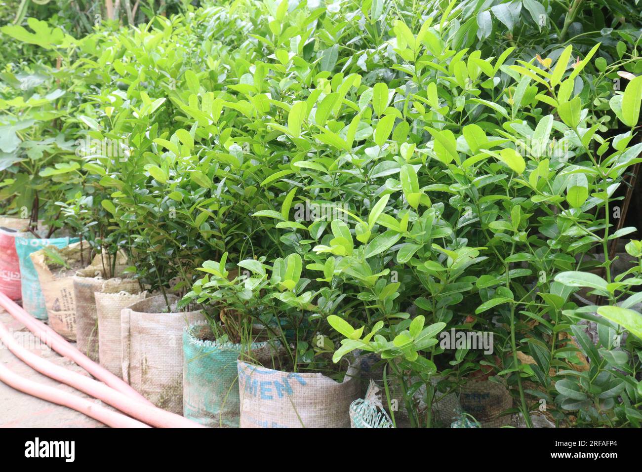 Carissa carandas tree plant on farm that are commonly used as a condiment in pickles and spices Stock Photo