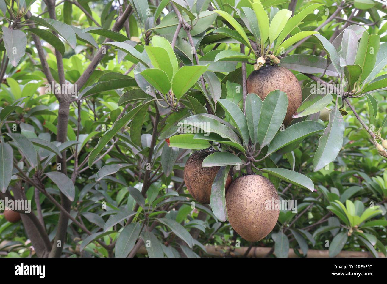 chicle-leaf-hi-res-stock-photography-and-images-alamy